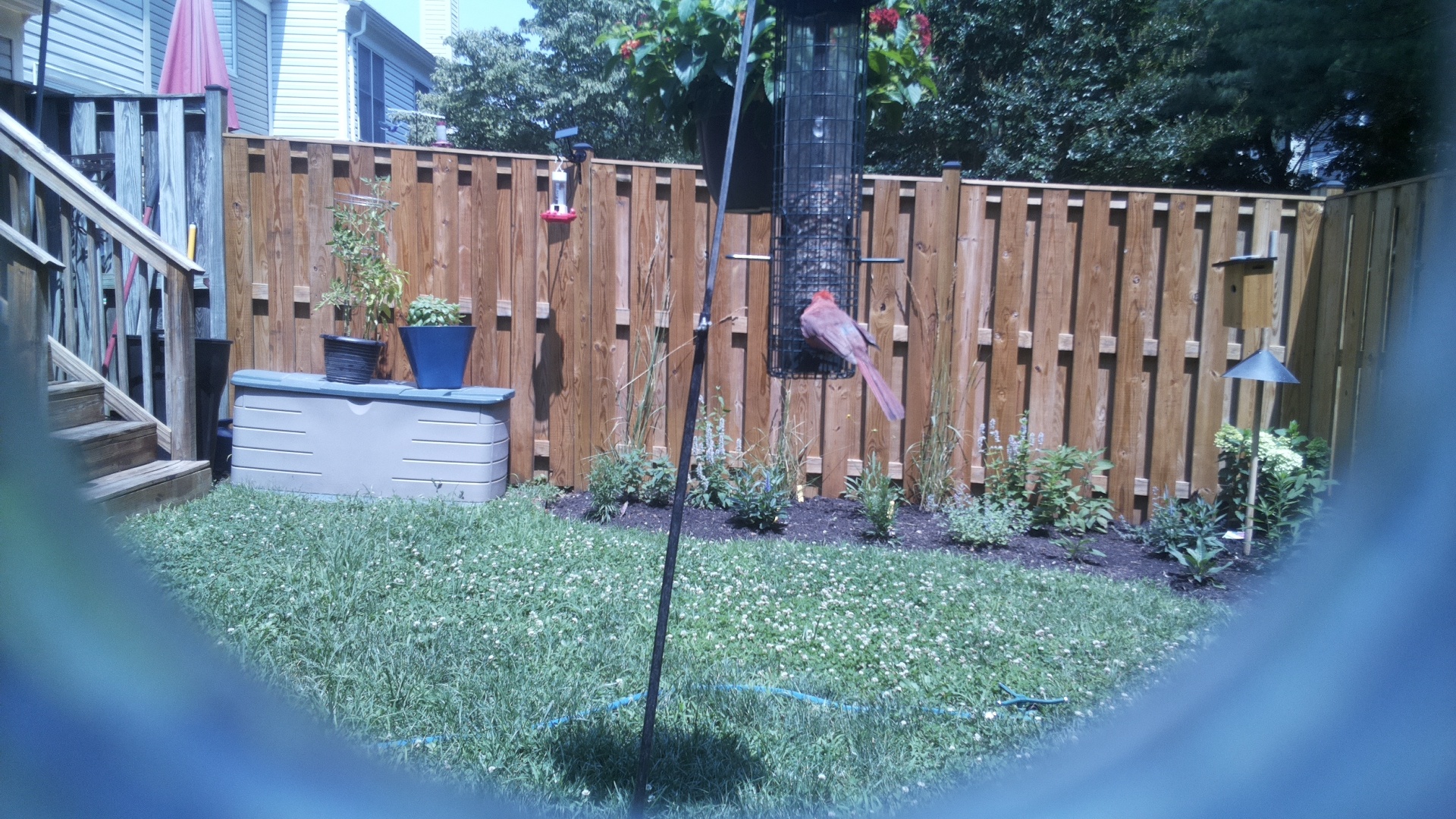 Purple Finch