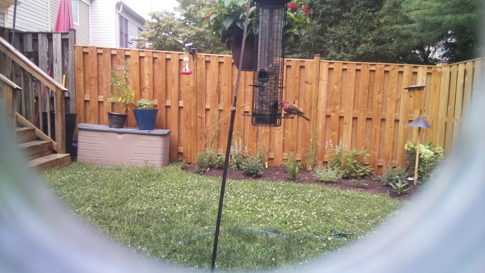 Purple Finch
