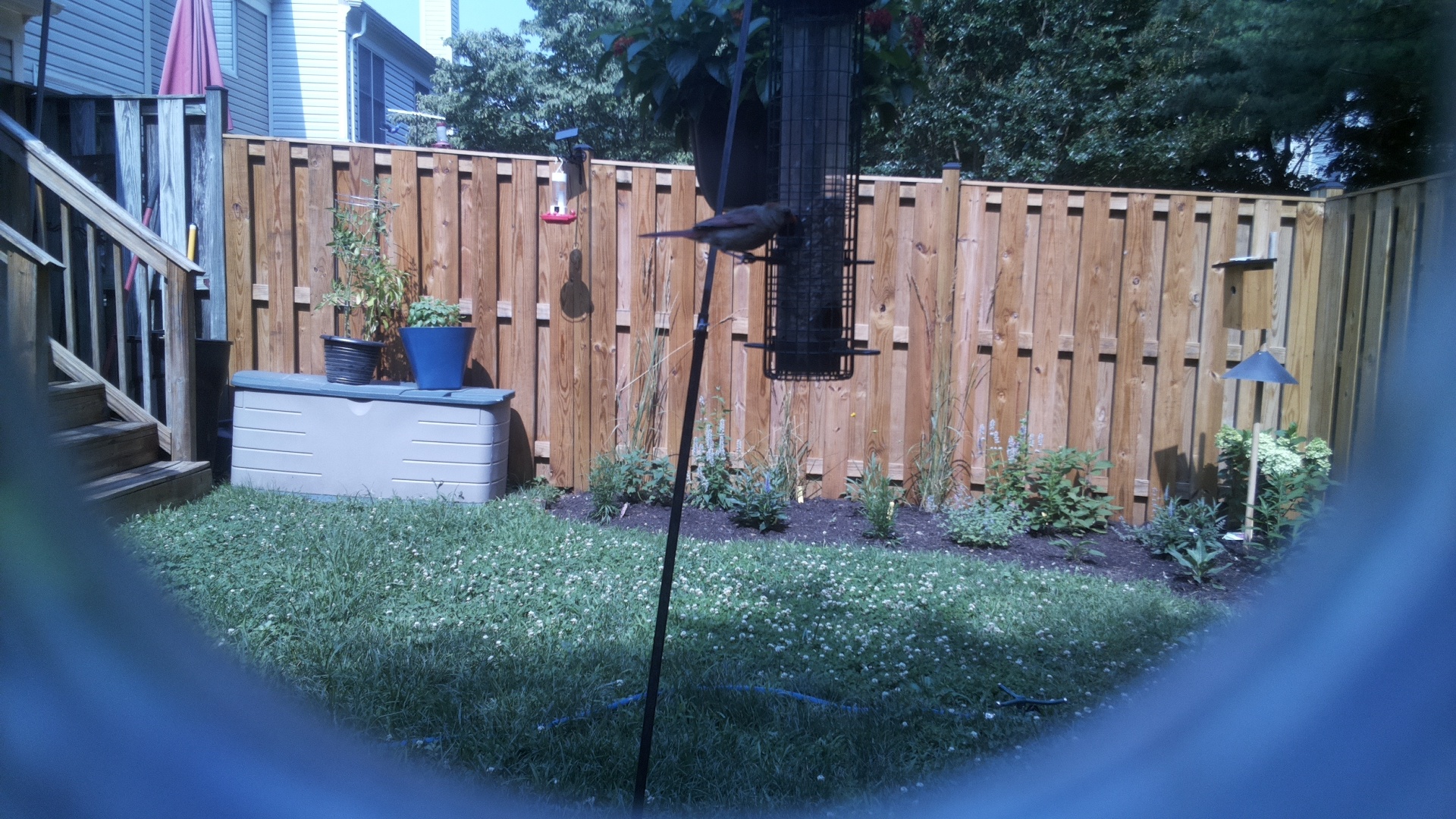 Unknown Bird