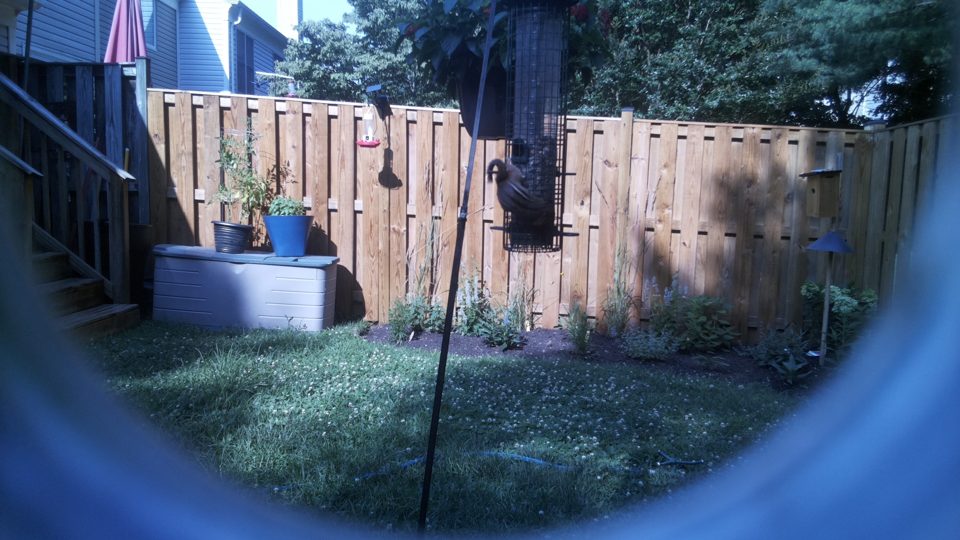 Brown-headed Cowbird