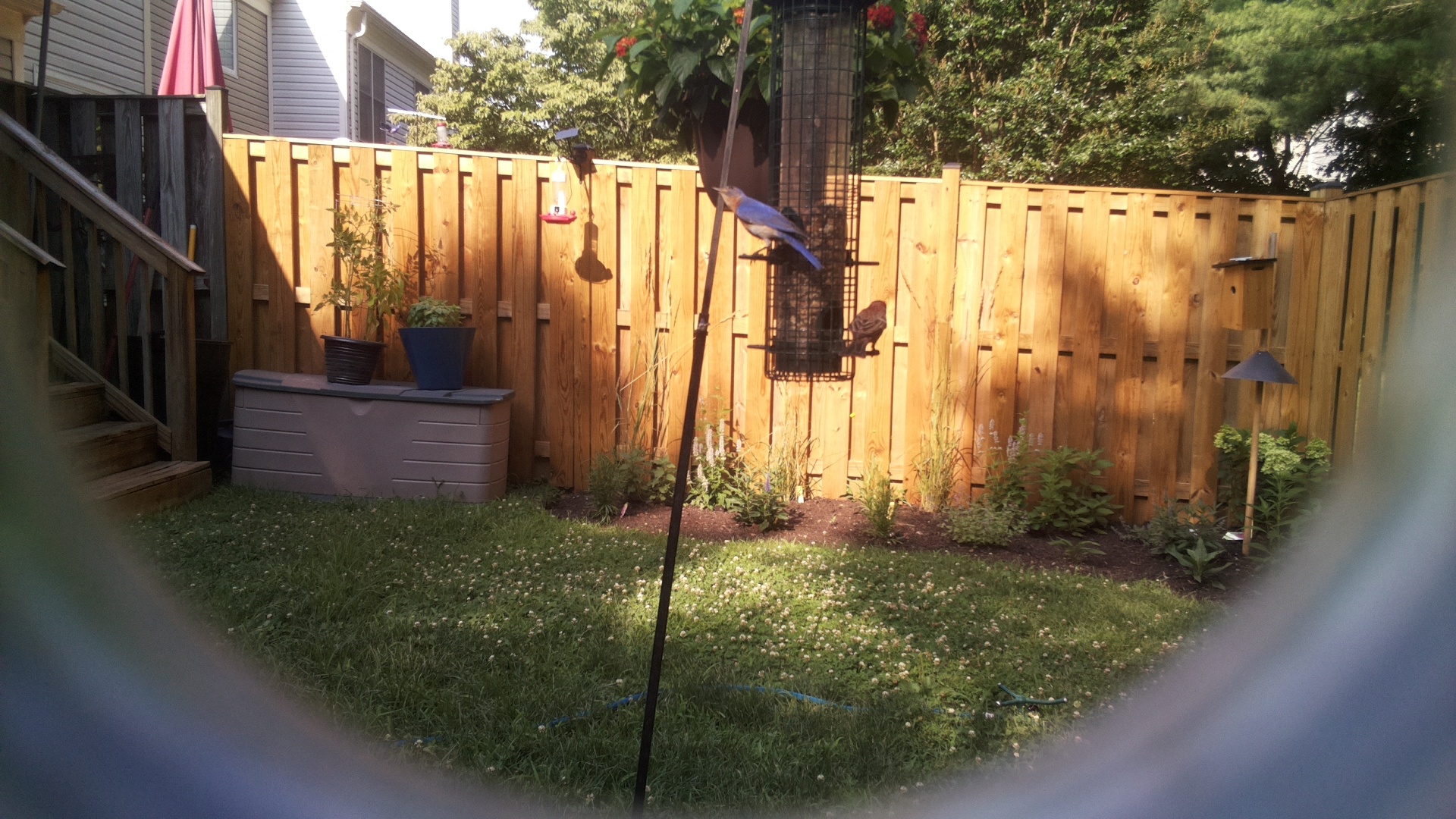Blue Jay