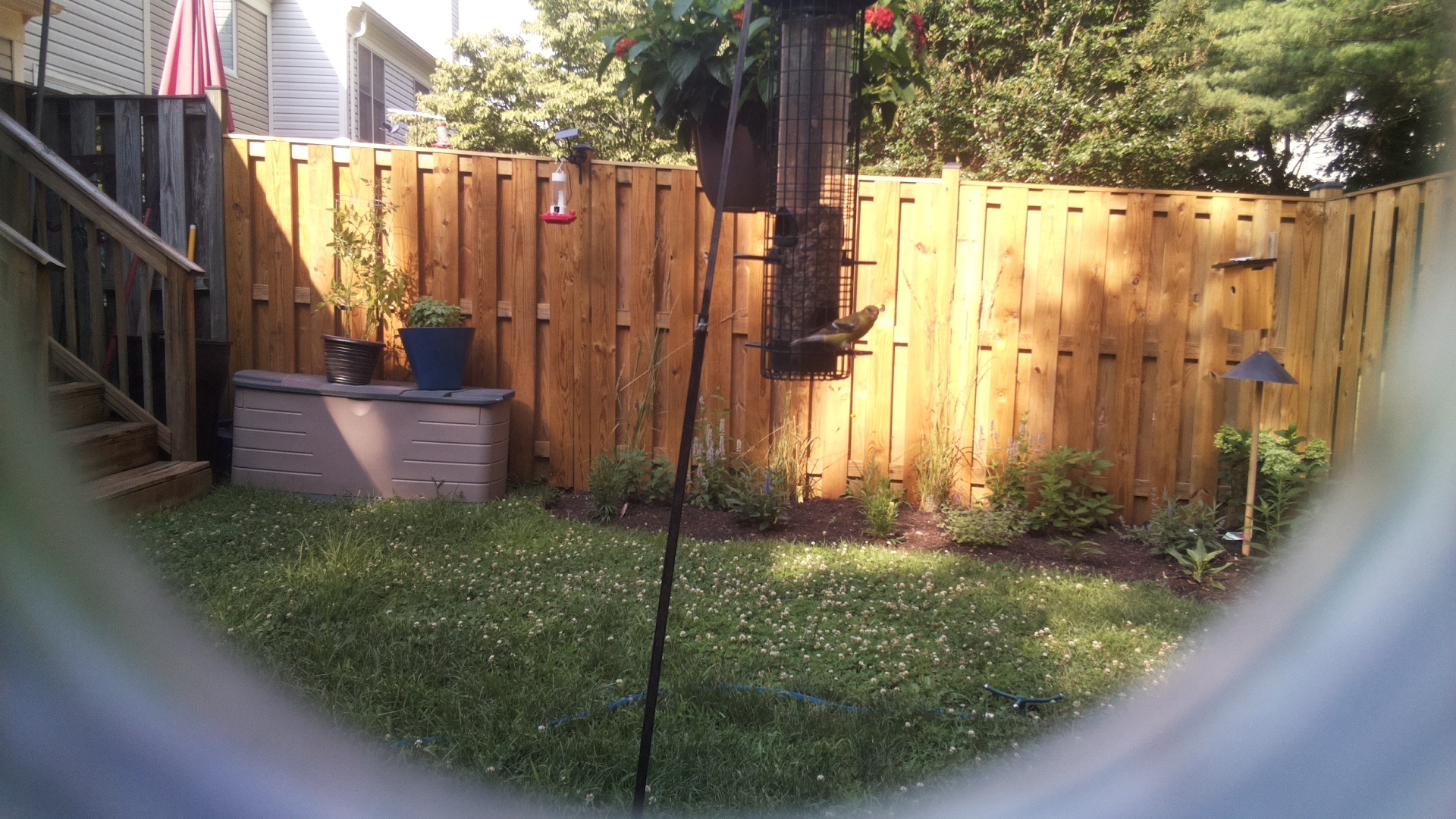 American Goldfinch