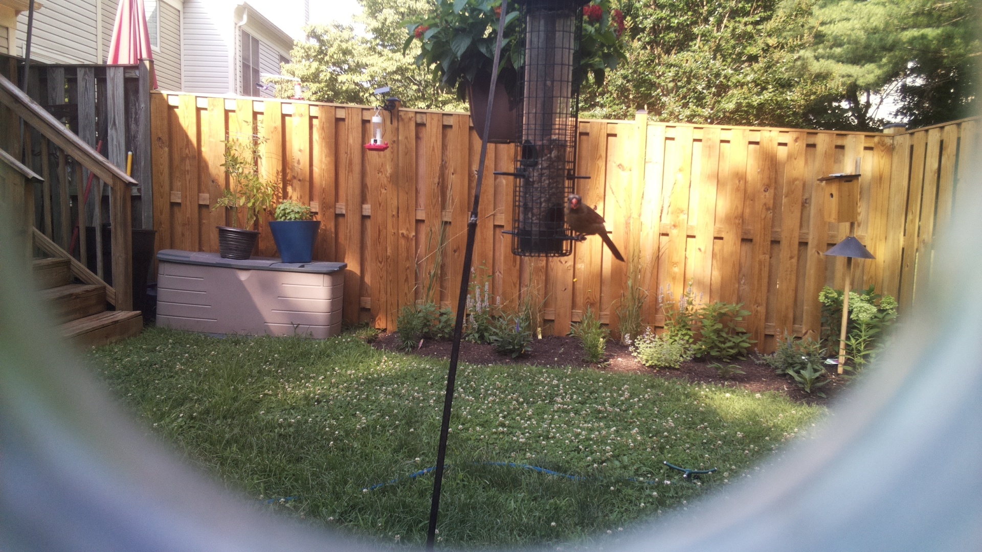 Likely Blackbird/Grackle