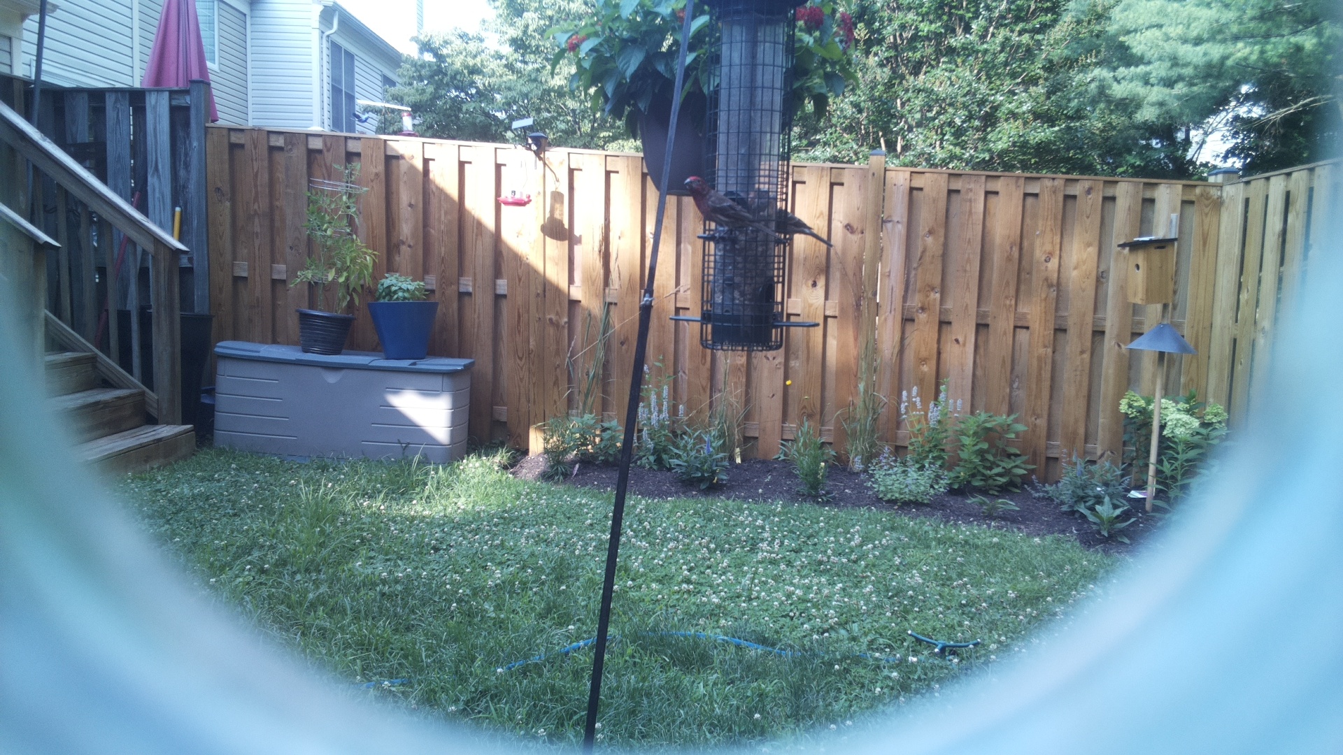 Purple Finch