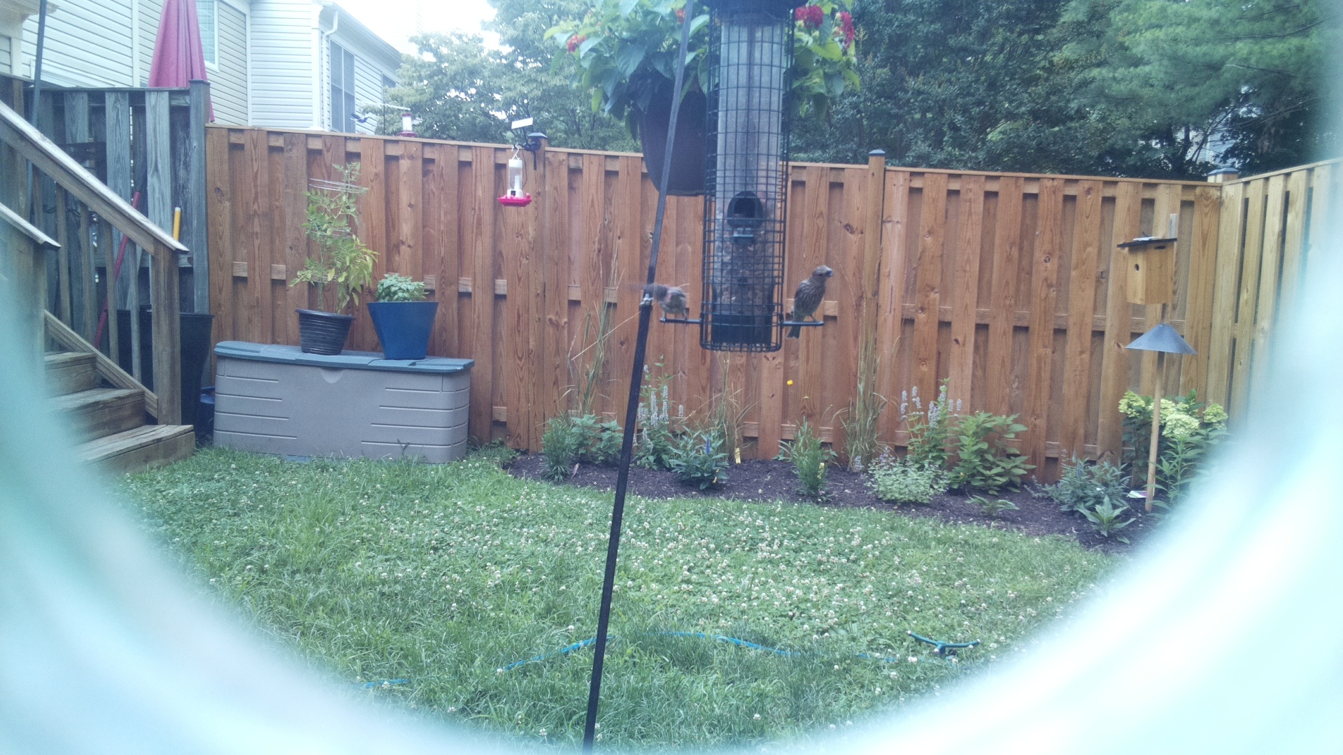 Likely Finch