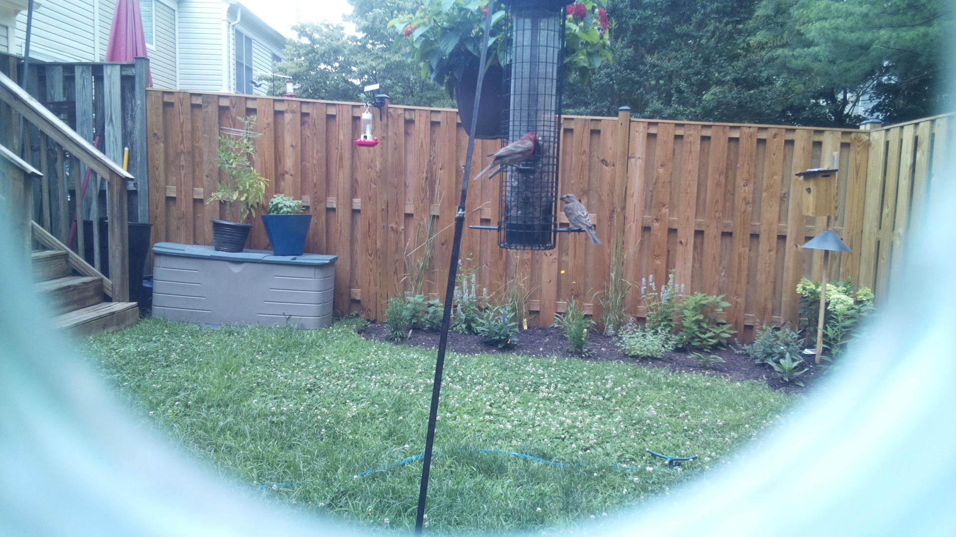 Purple Finch