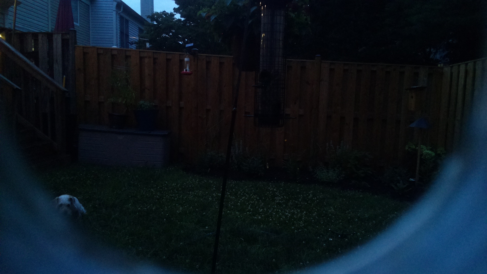 Unknown Bird