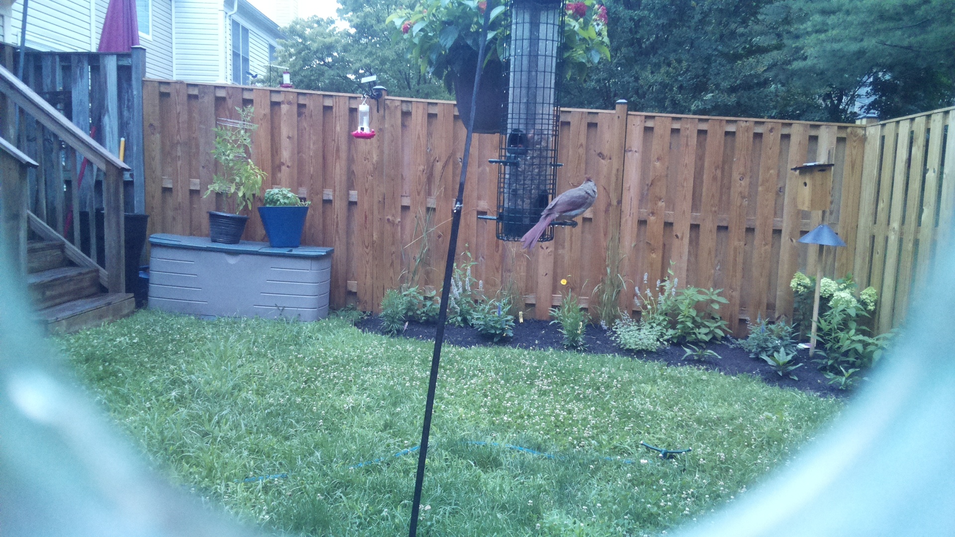 Purple Finch