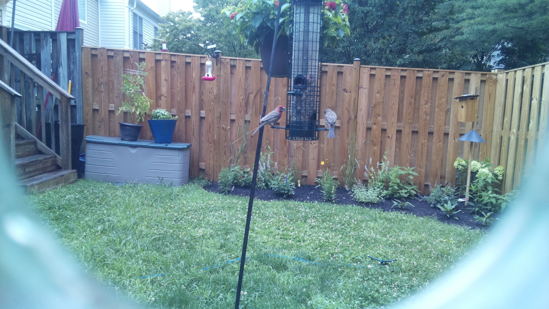 Purple Finch