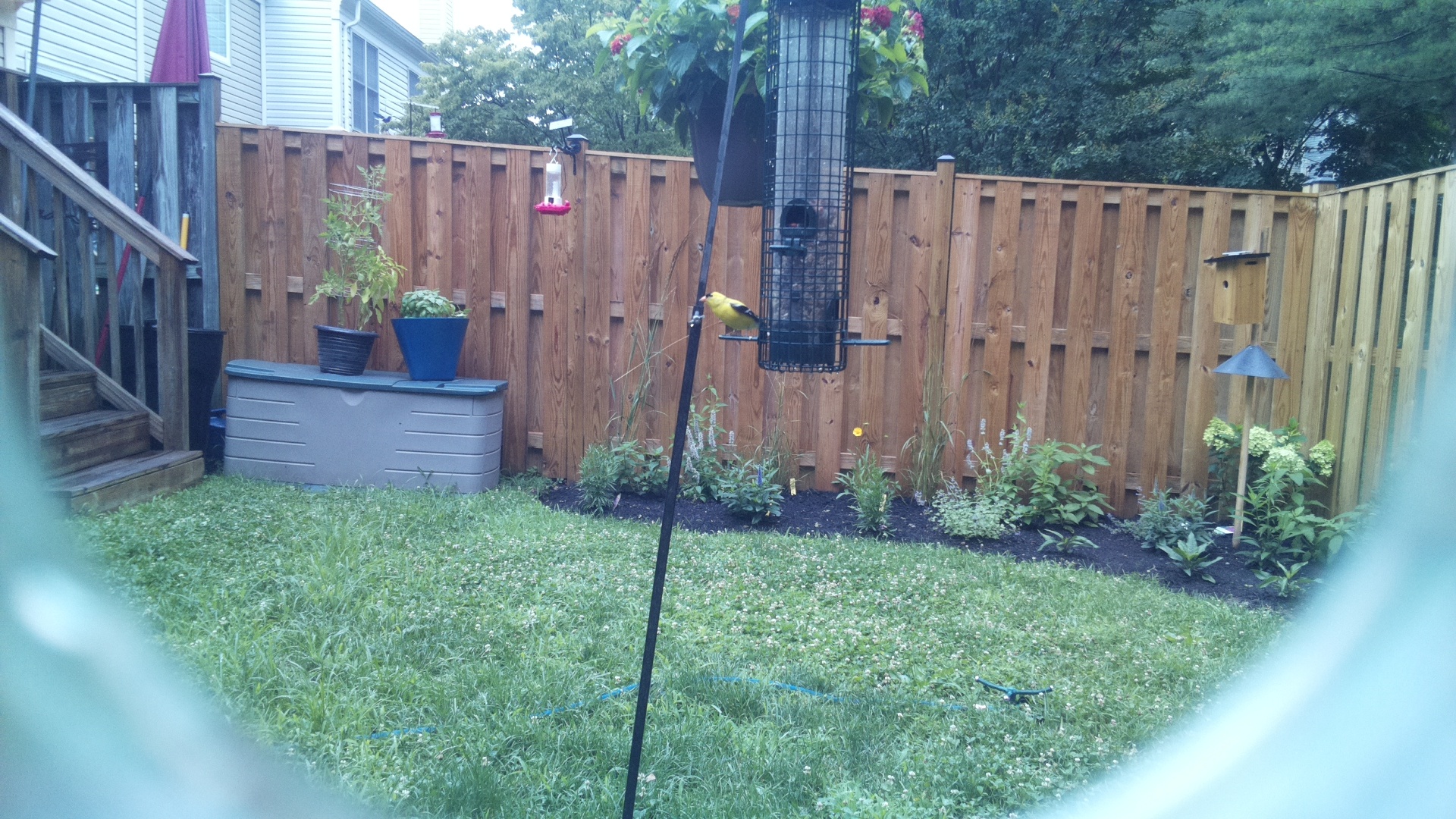 American Goldfinch