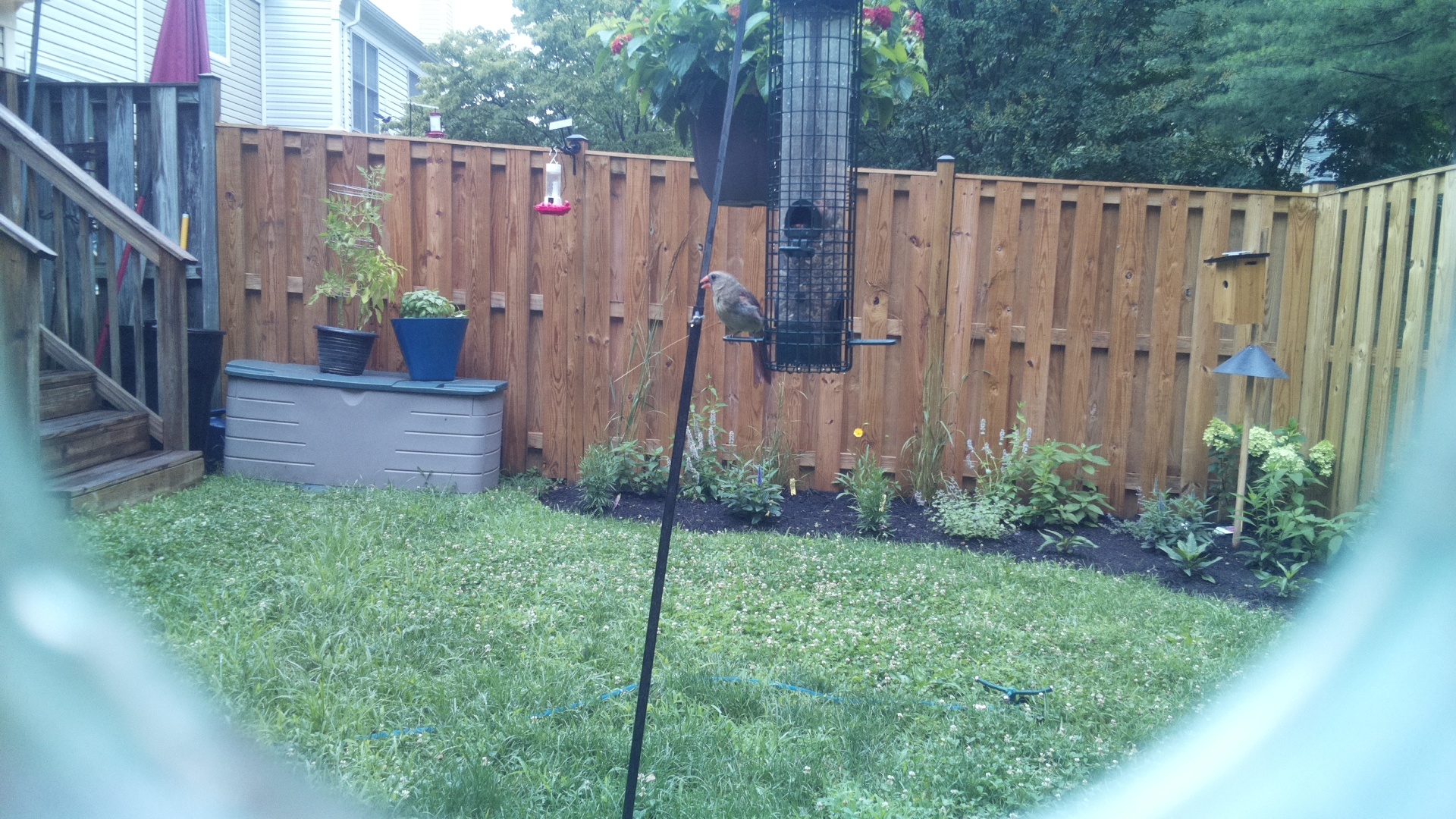 Likely Finch