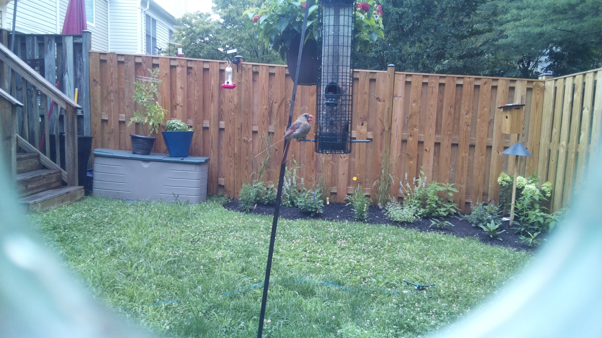 Likely Finch