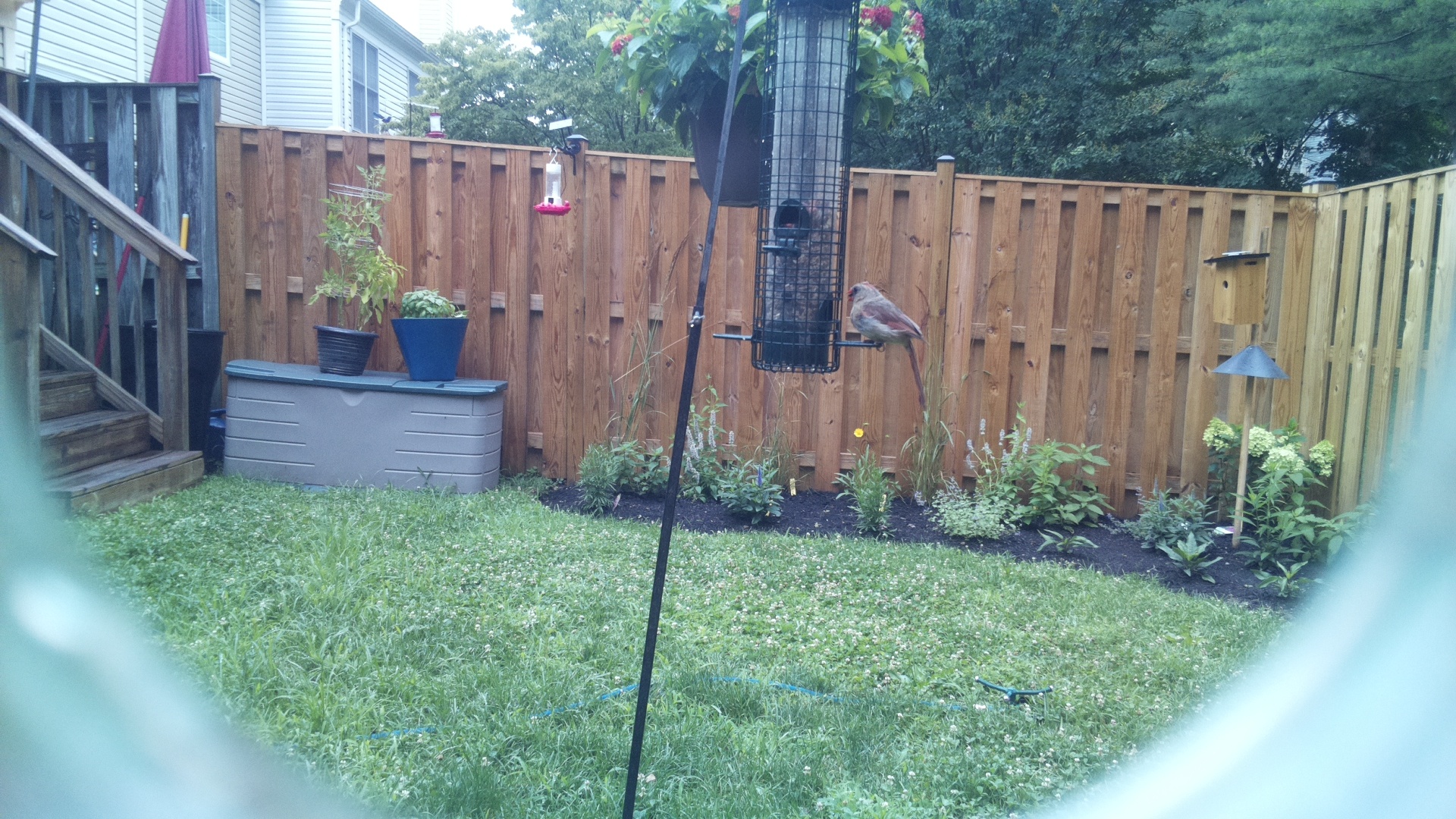 Likely Finch