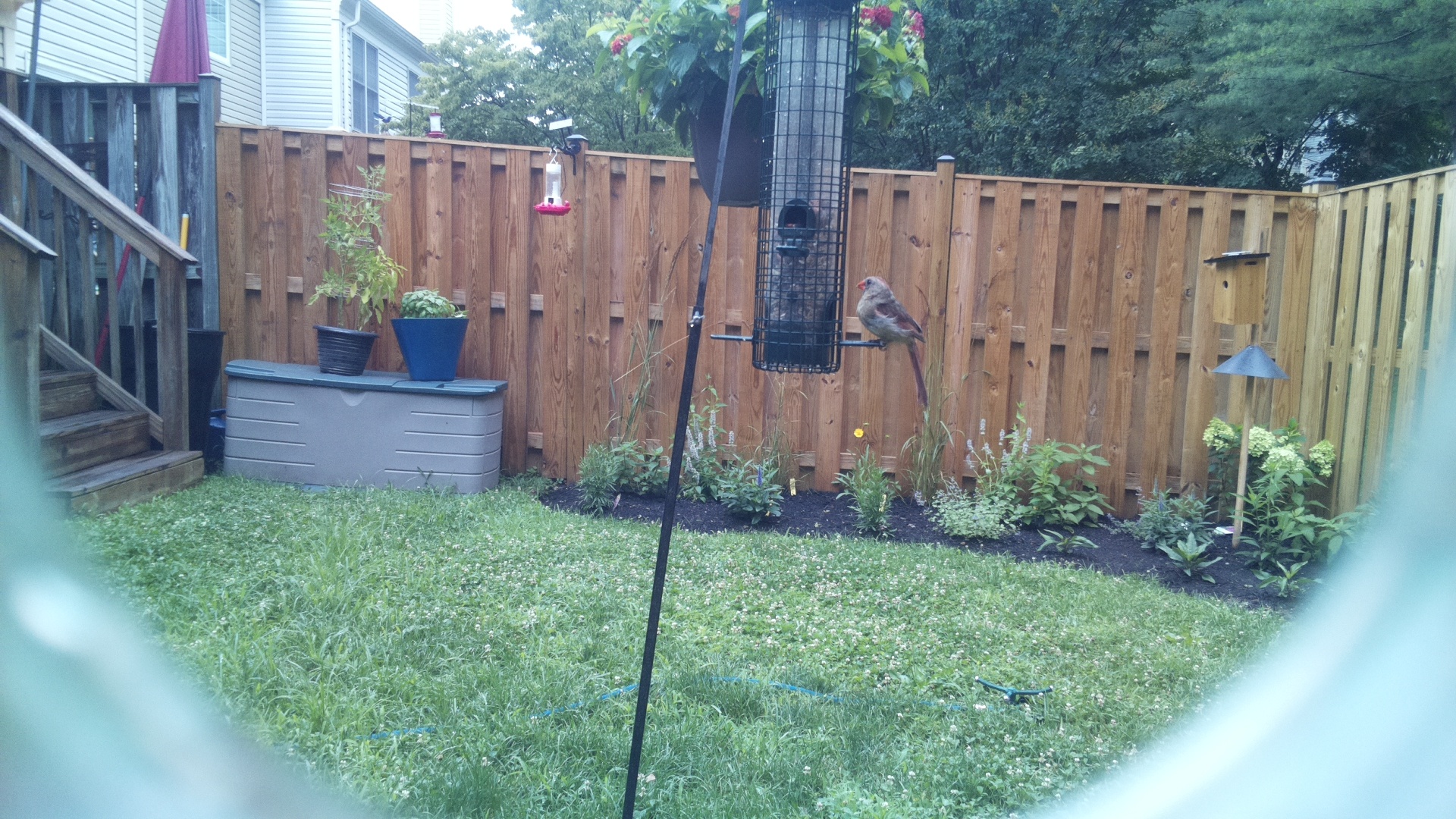 Likely Finch