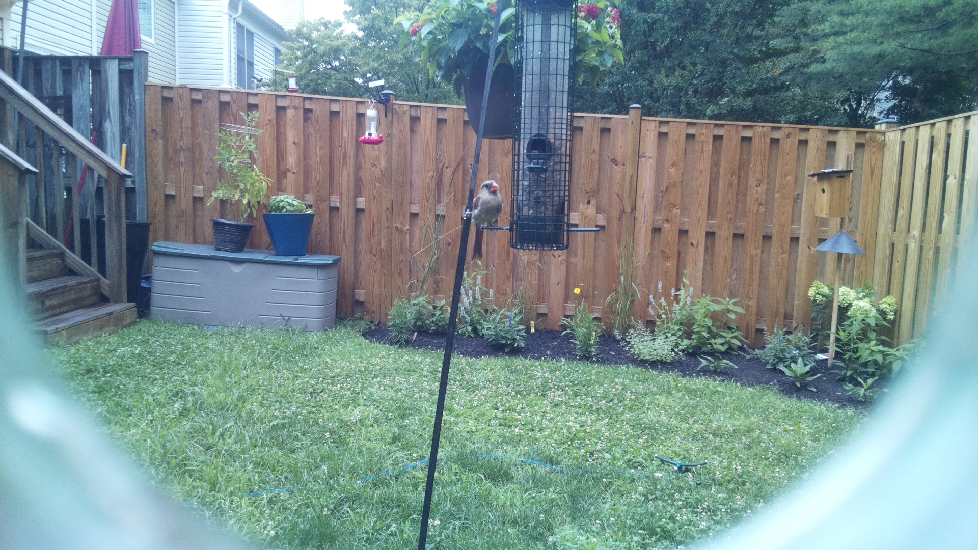 Unknown Bird