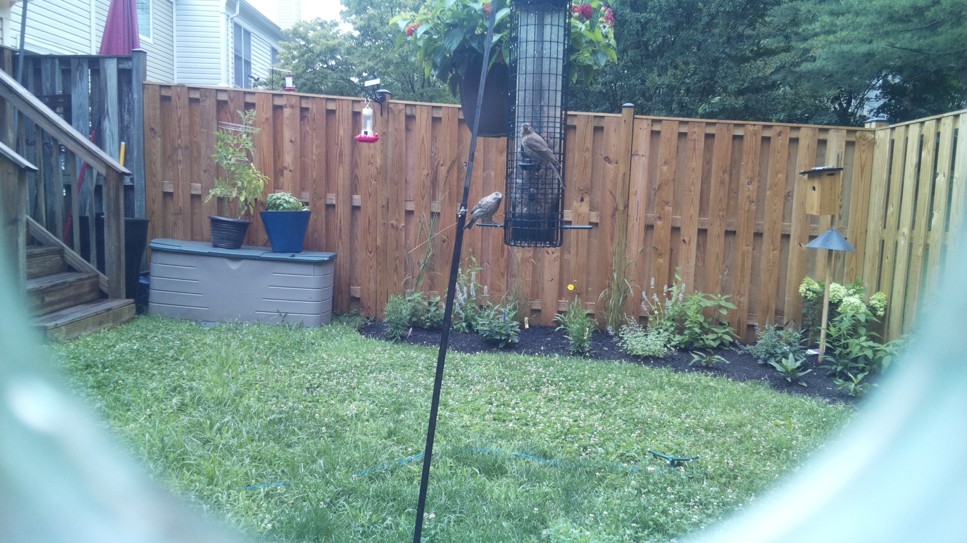 Likely Finch