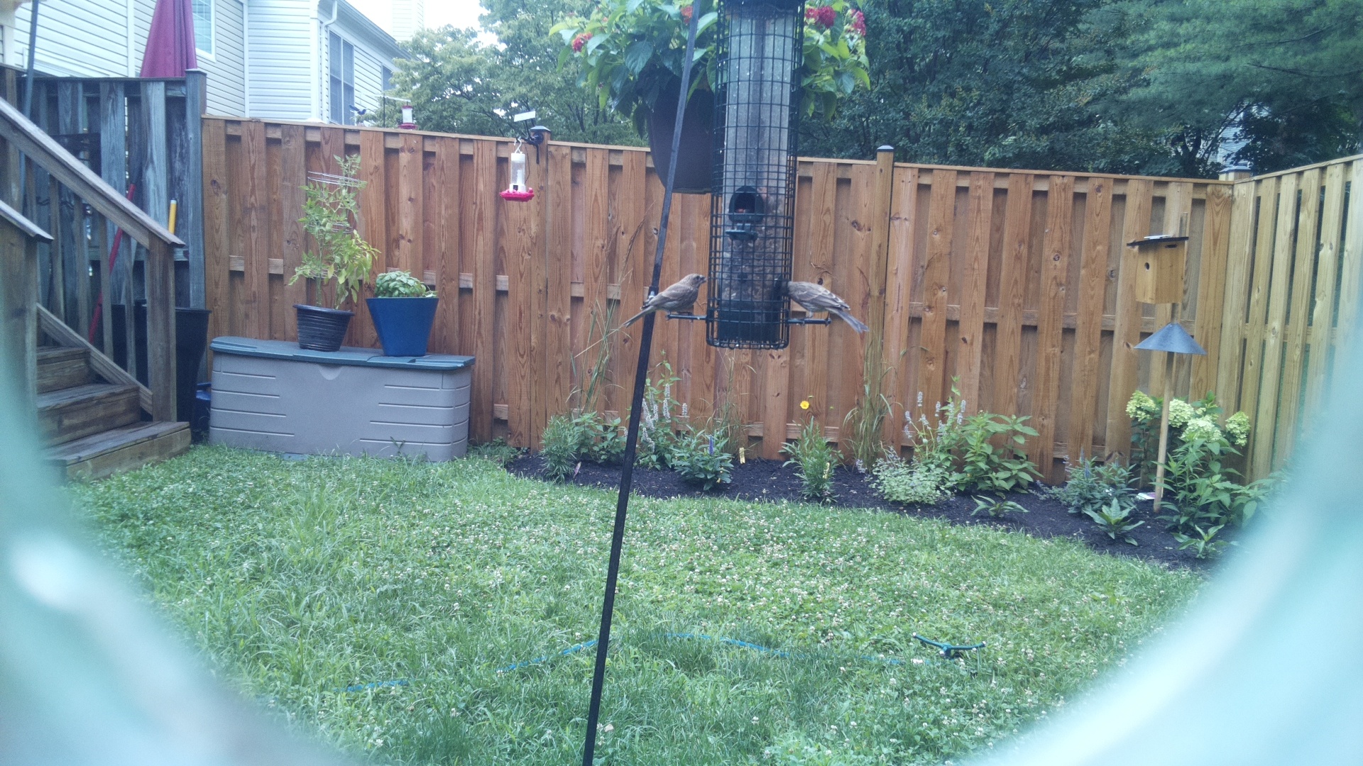 Likely Blackbird/Grackle