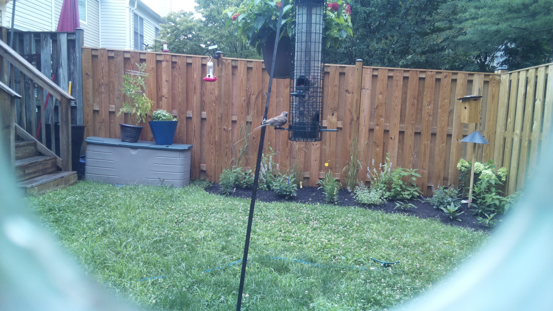Likely Chickadee/Titmouse
