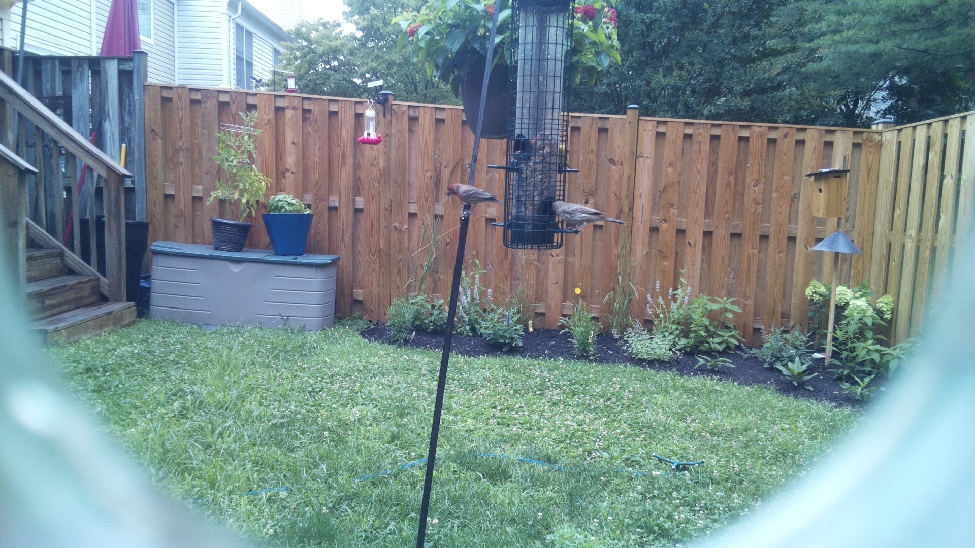 Purple Finch