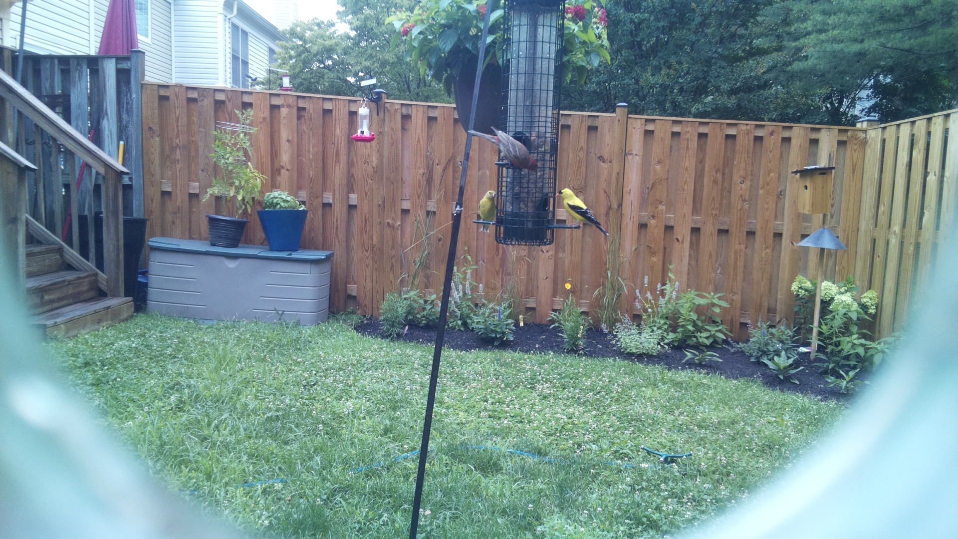 American Goldfinch