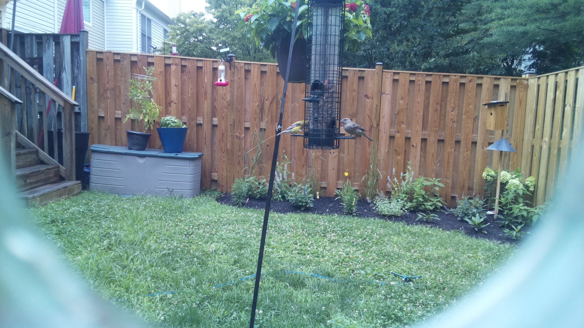 Likely Blackbird/Grackle