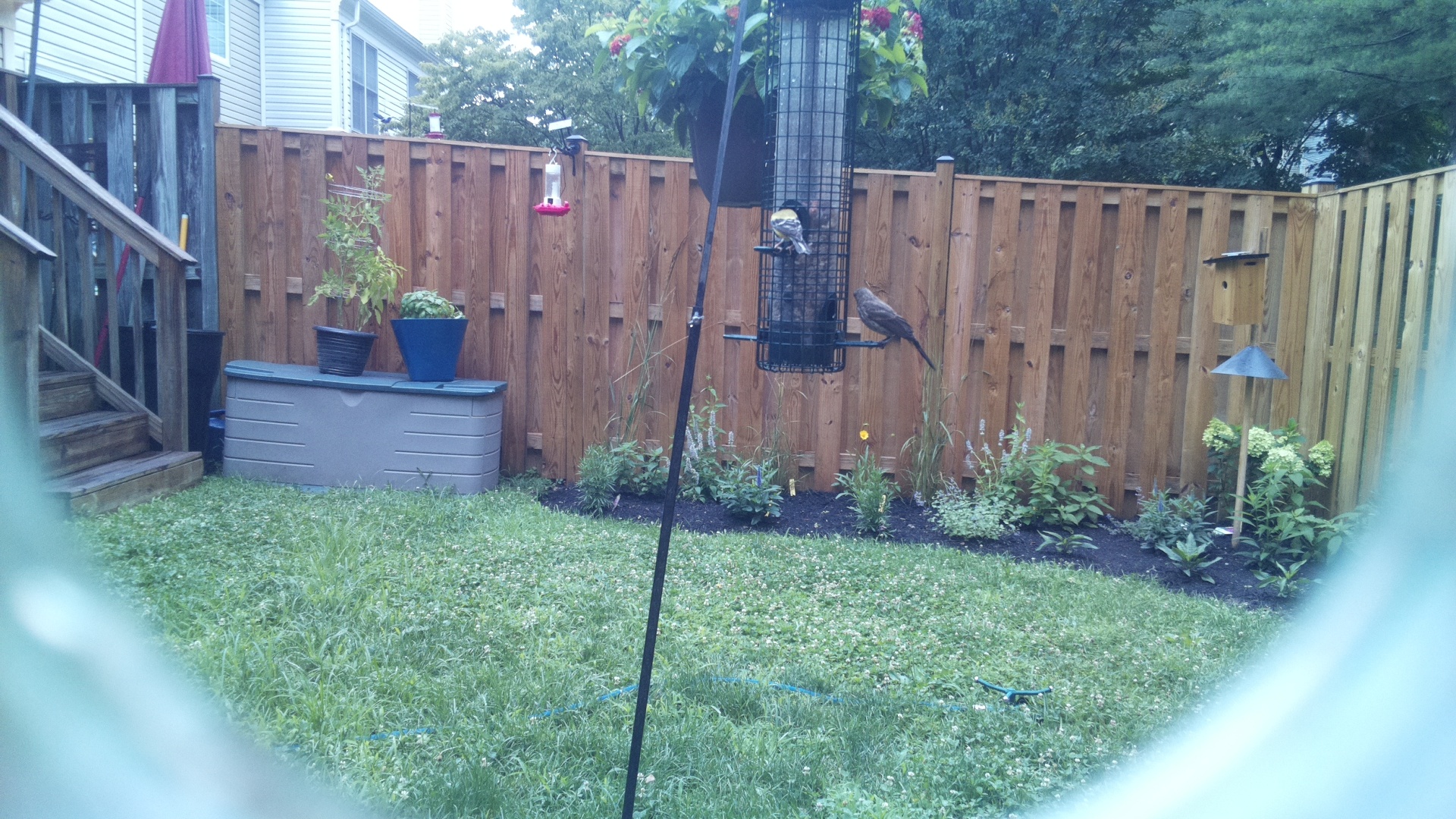 Brown-headed Cowbird