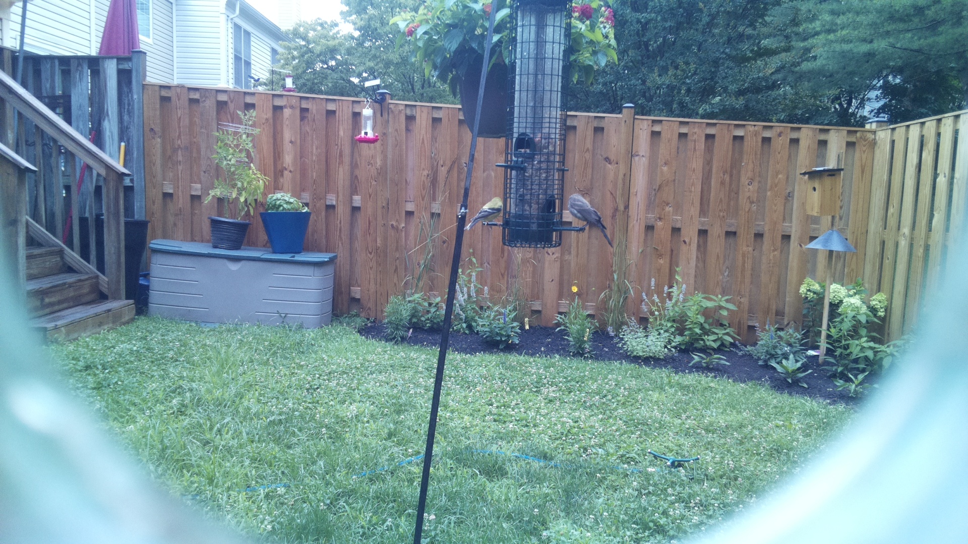 American Goldfinch