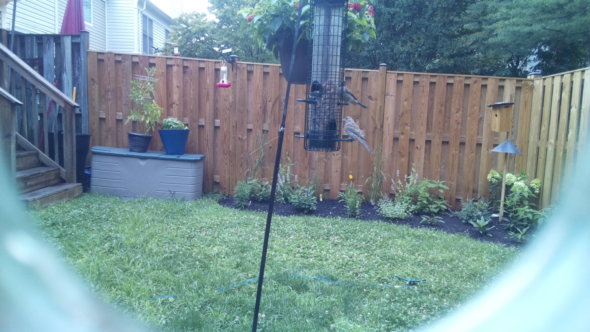 Purple Finch