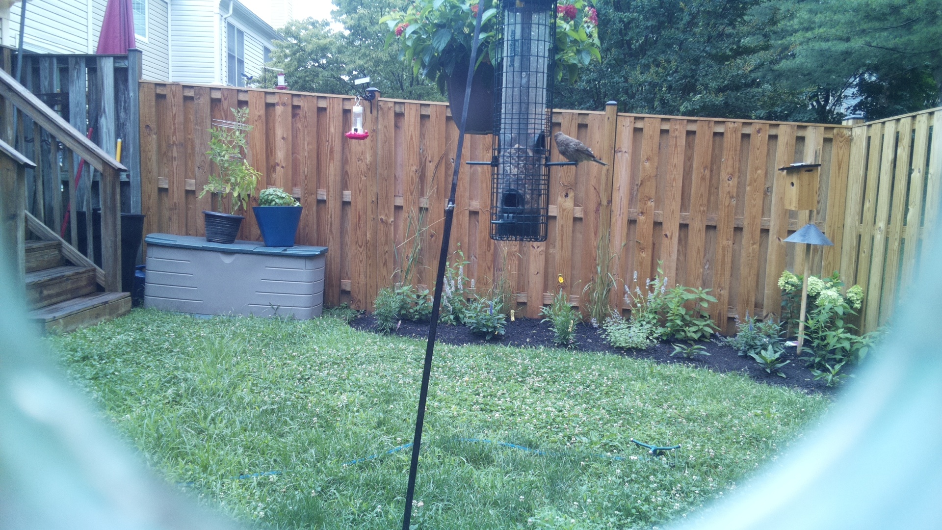 Likely Blackbird/Grackle