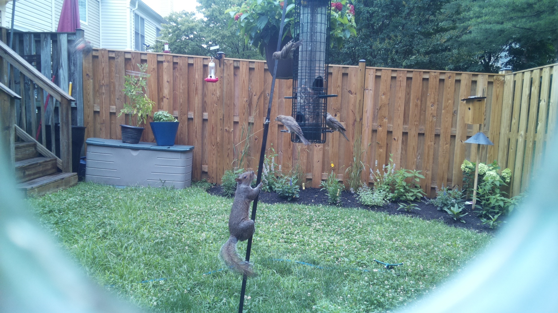 Unknown Bird