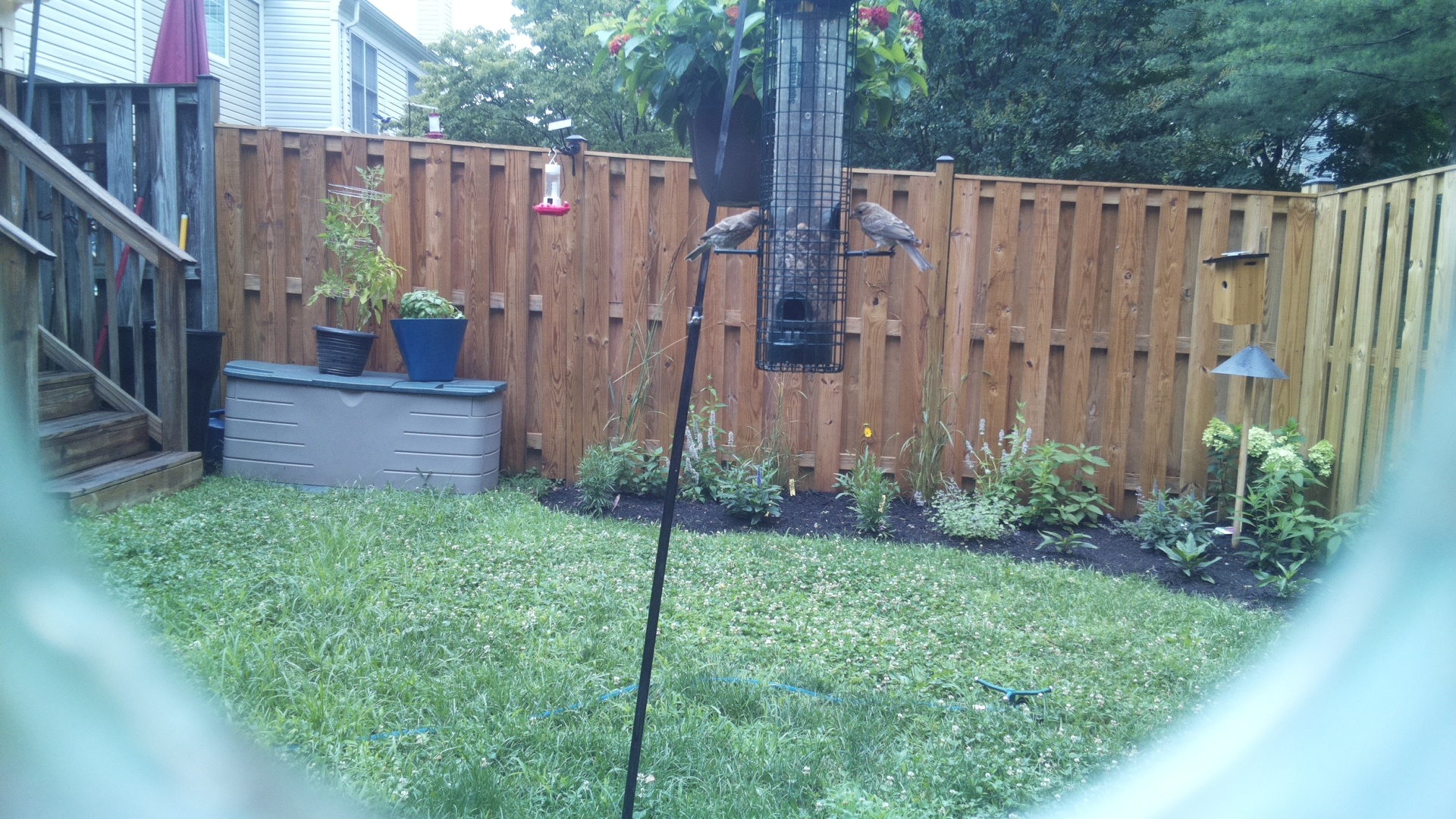 Likely Finch