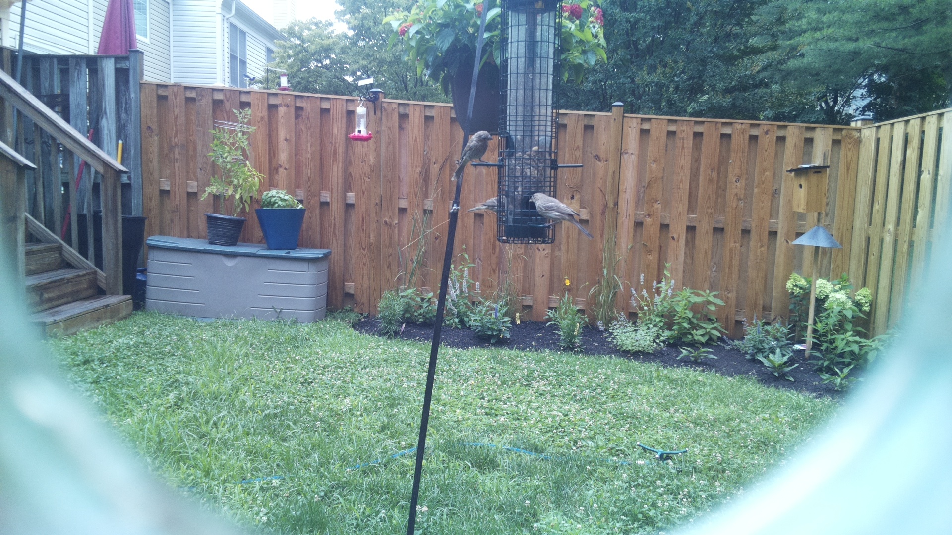 Likely Finch