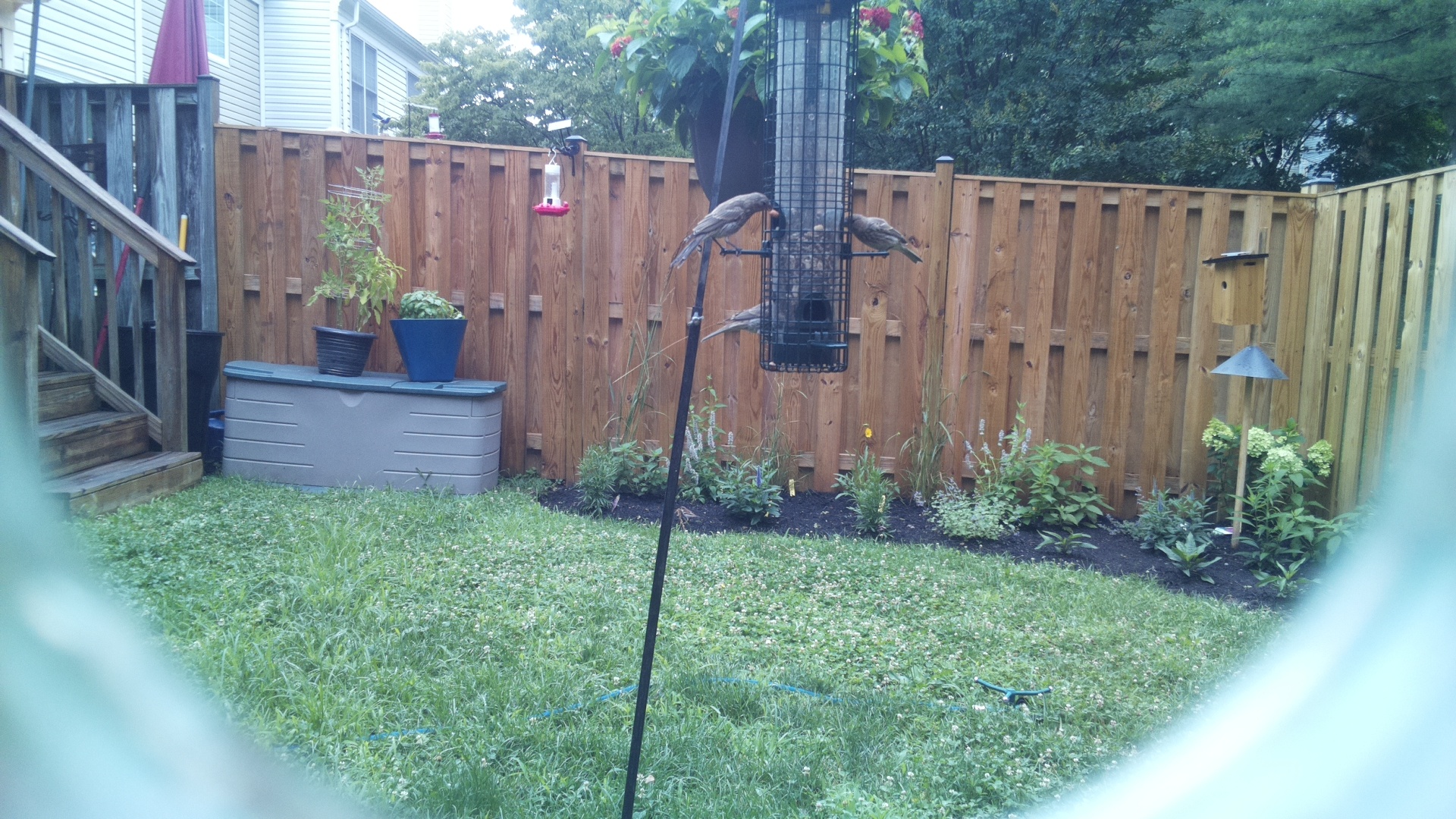 Unknown Bird