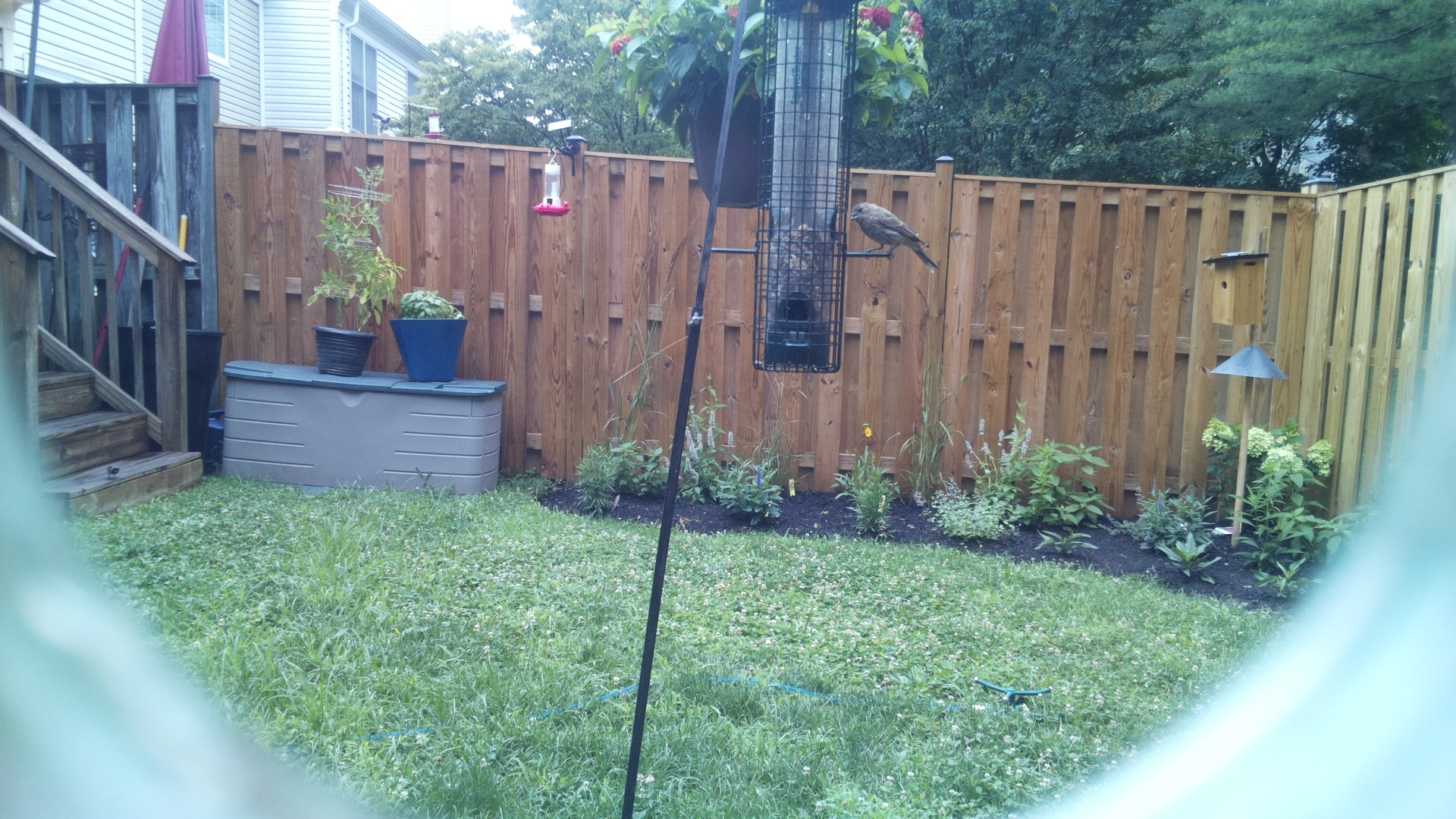 Likely Blackbird/Grackle