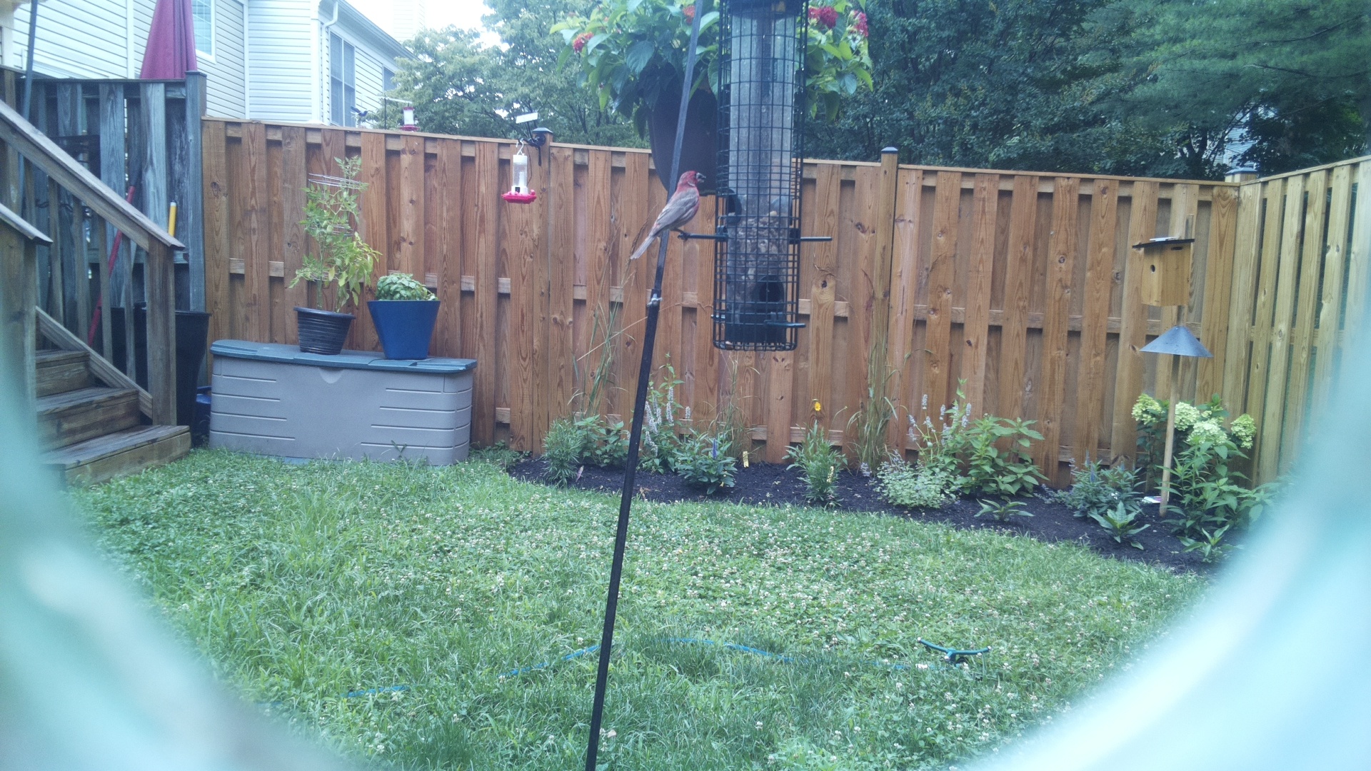 Purple Finch