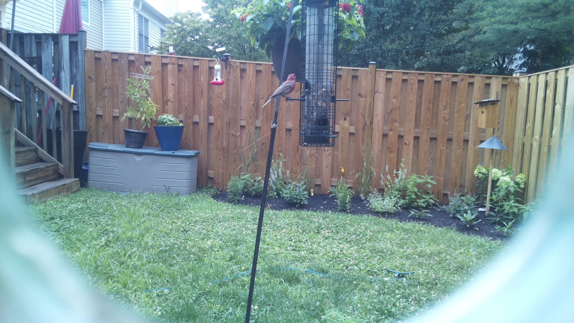 Purple Finch