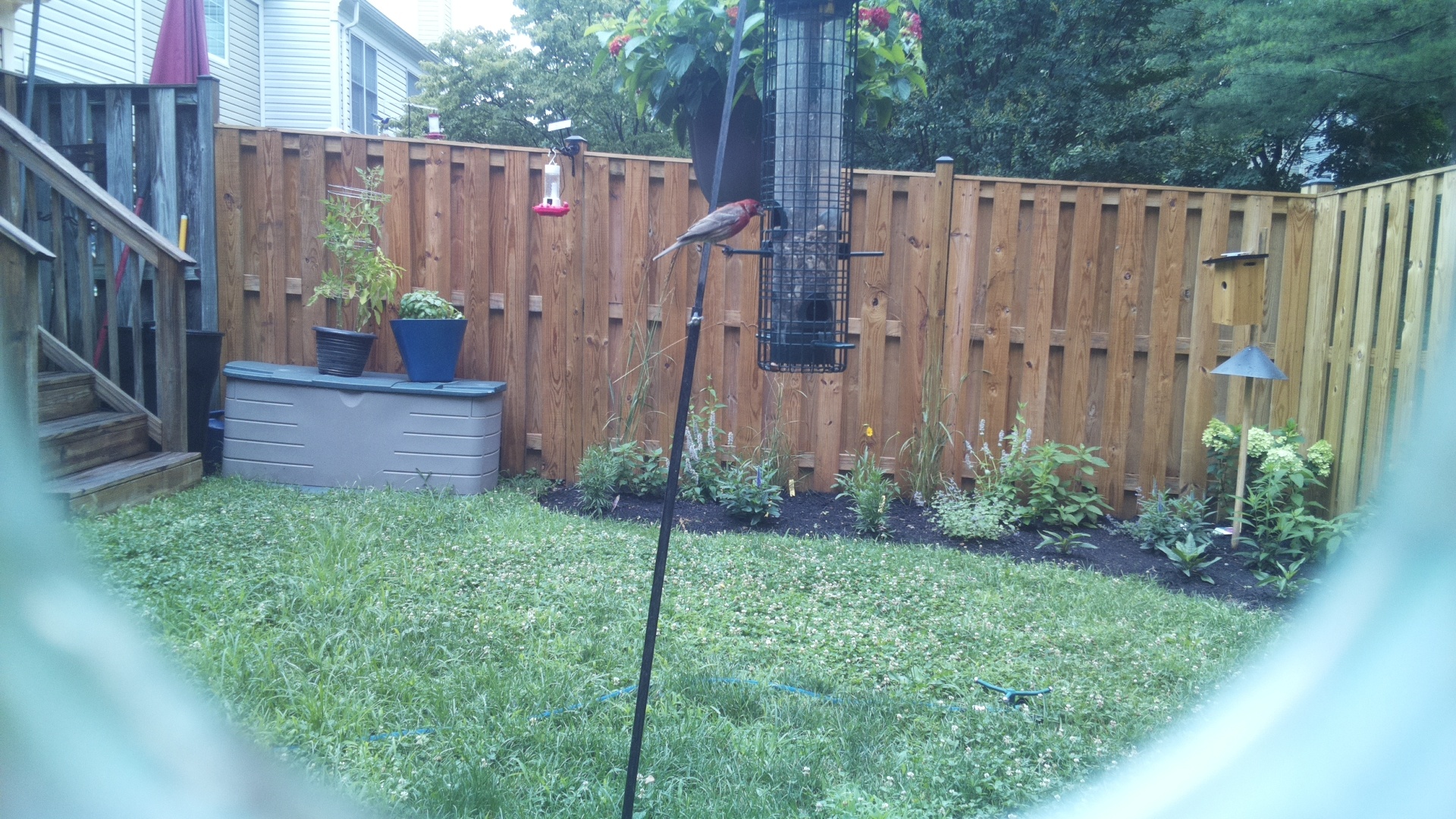 Purple Finch