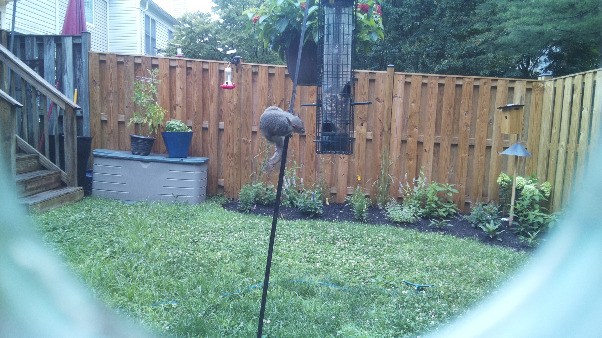 Tufted Titmouse