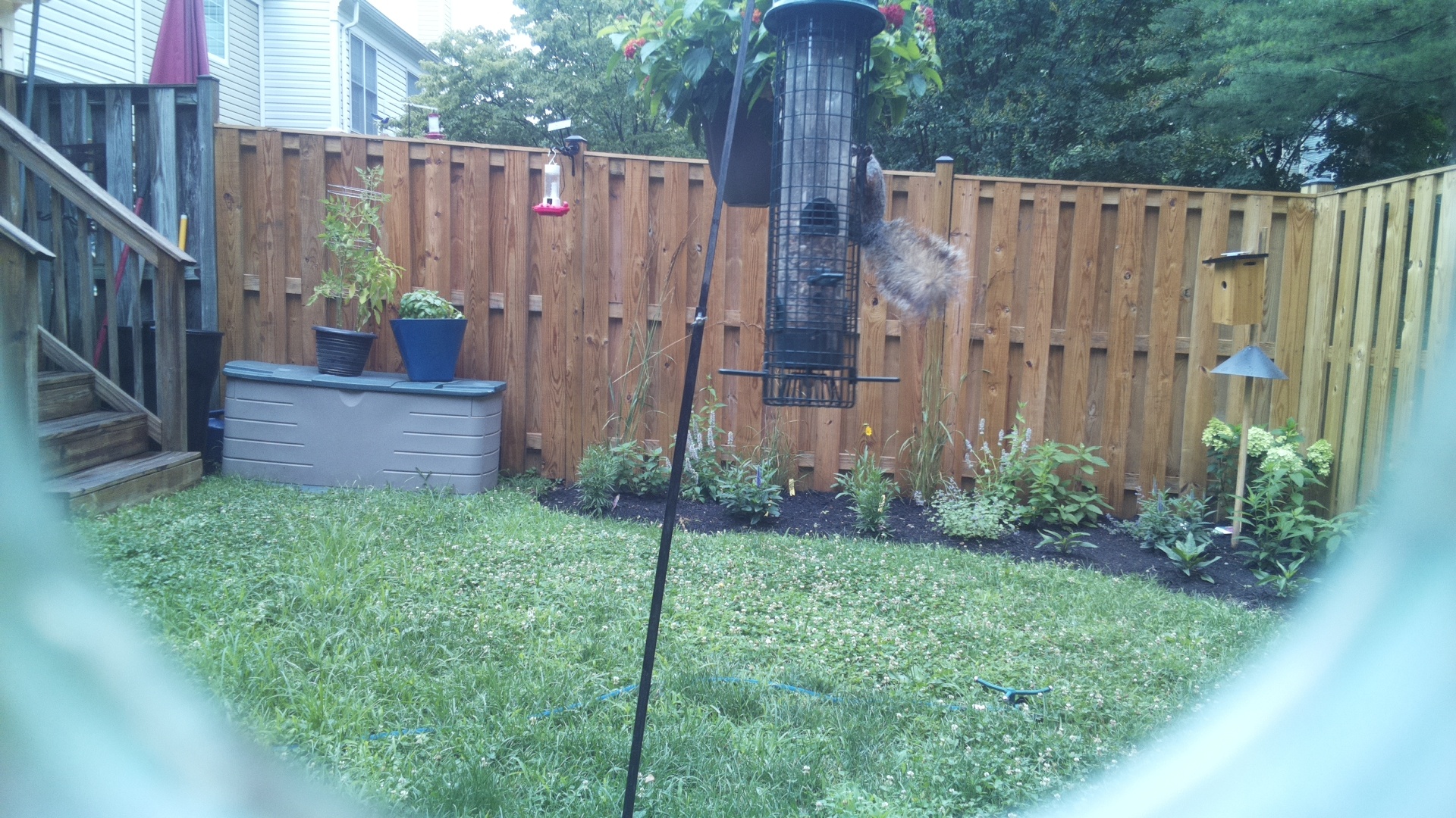 Unknown Bird