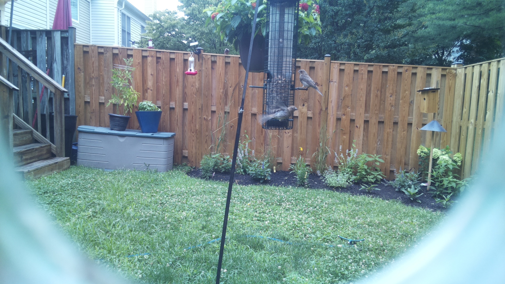 Likely Finch