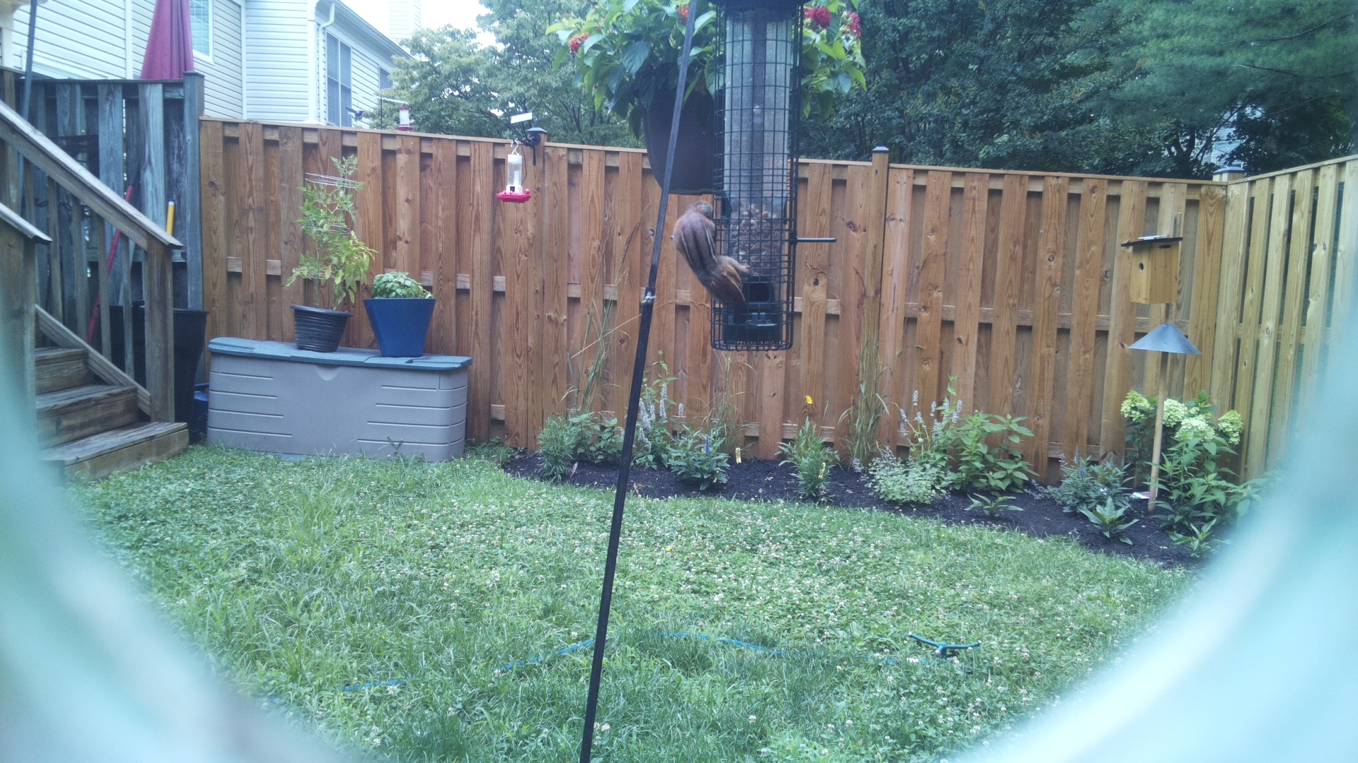 Unknown Bird