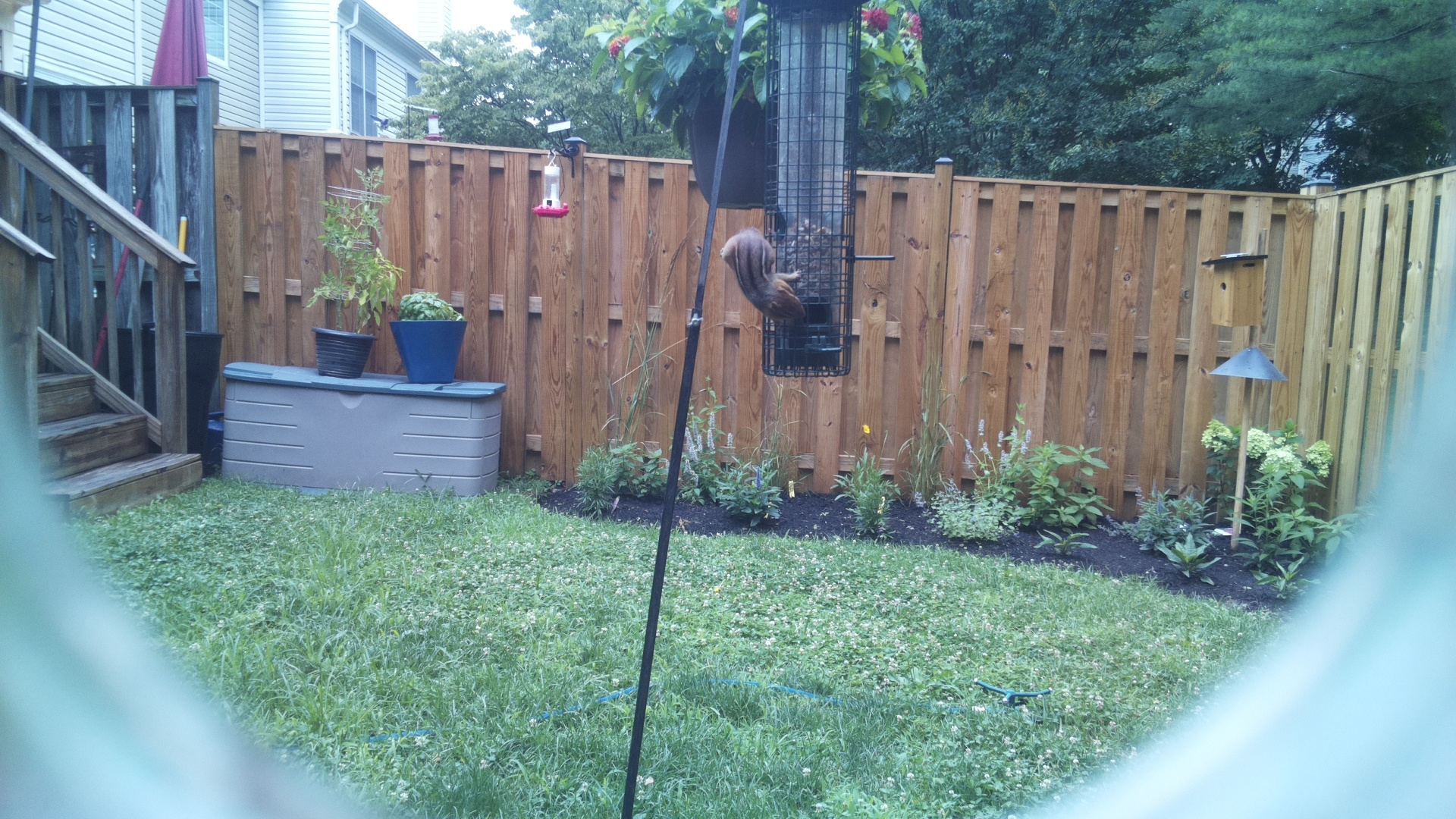 Unknown Bird