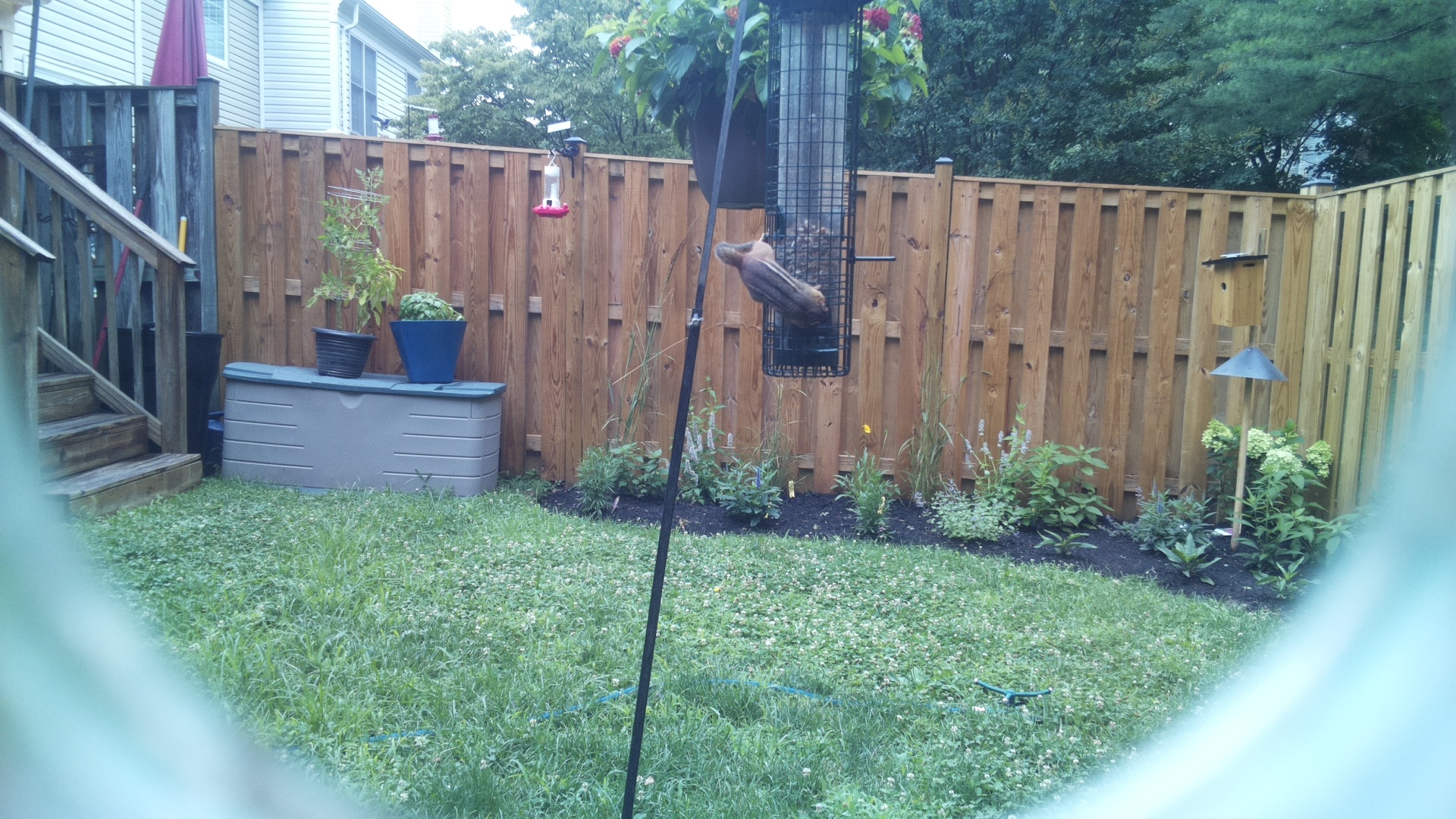 Unknown Bird