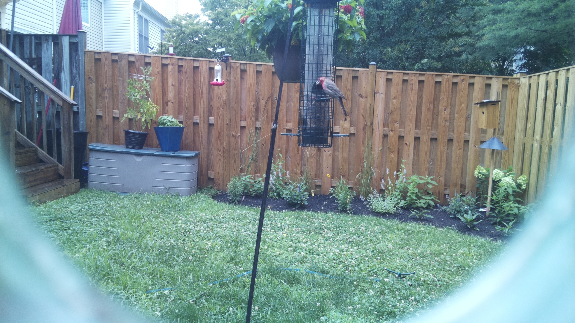 Likely Finch