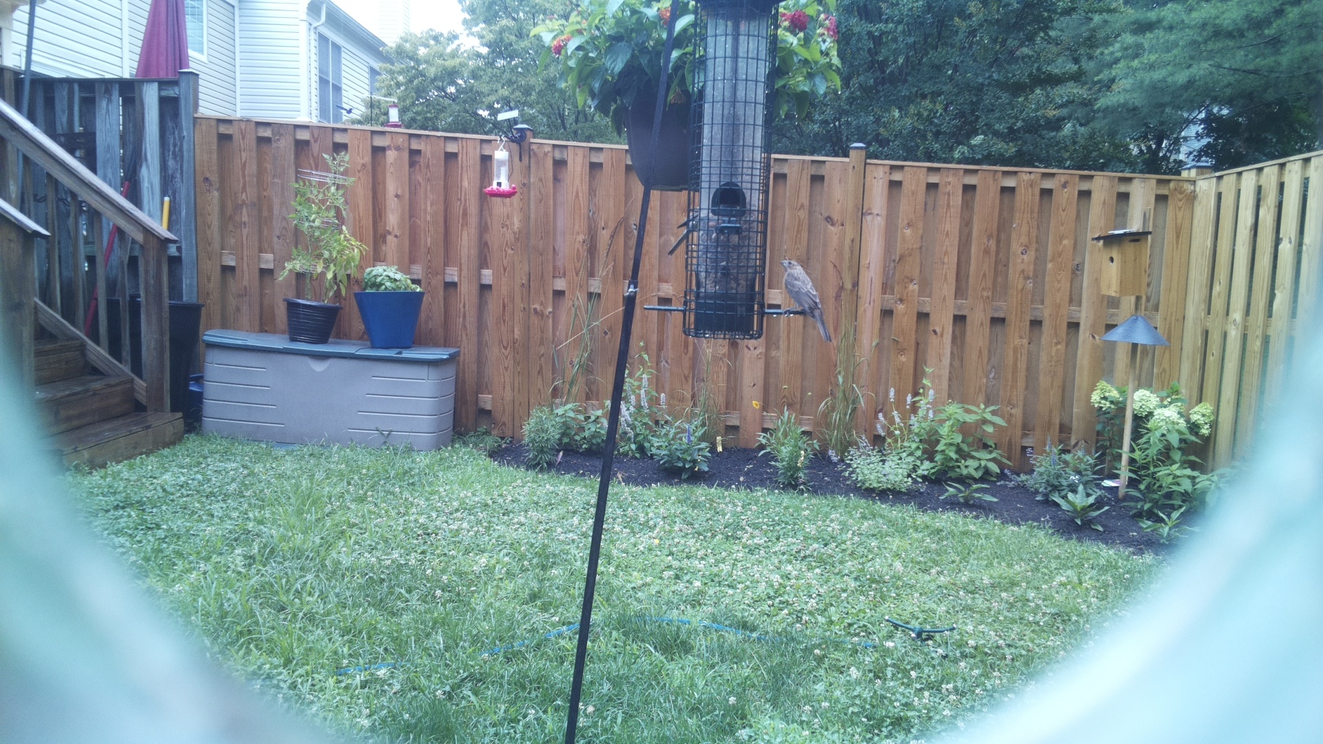 Likely Finch
