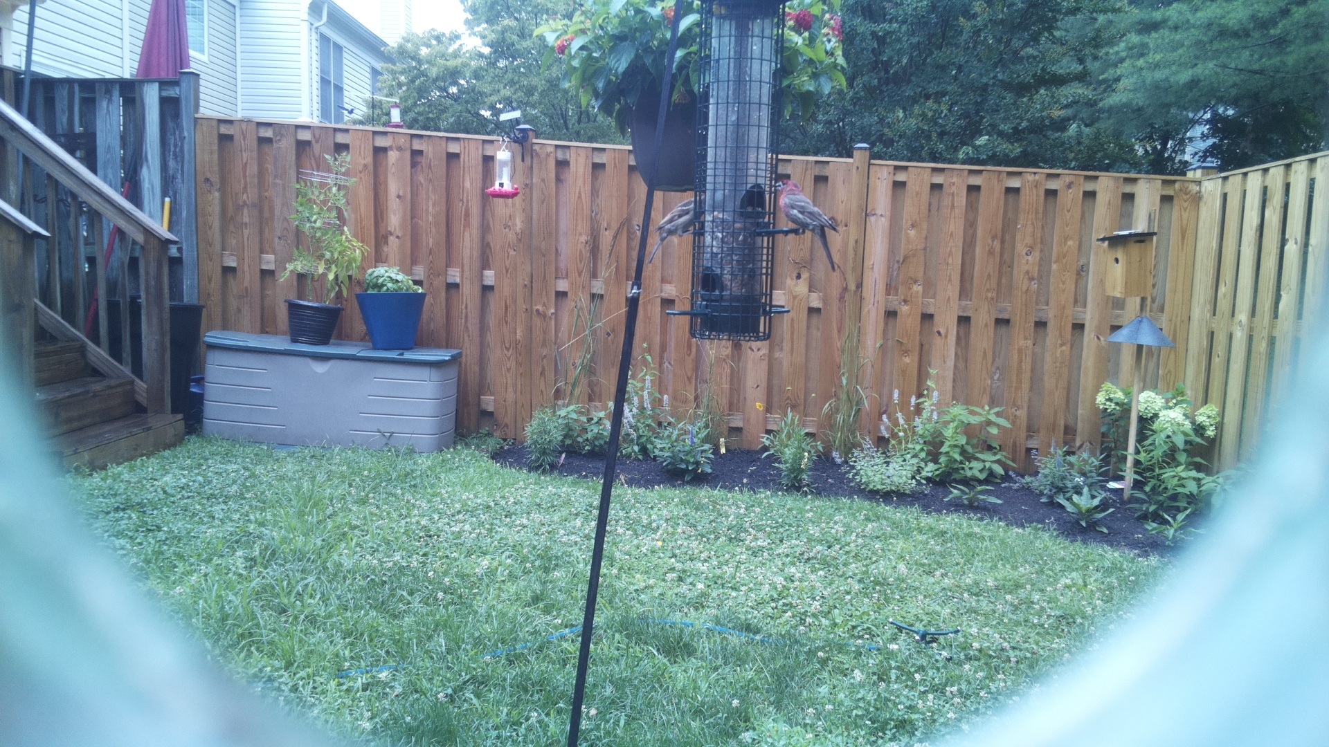 Purple Finch