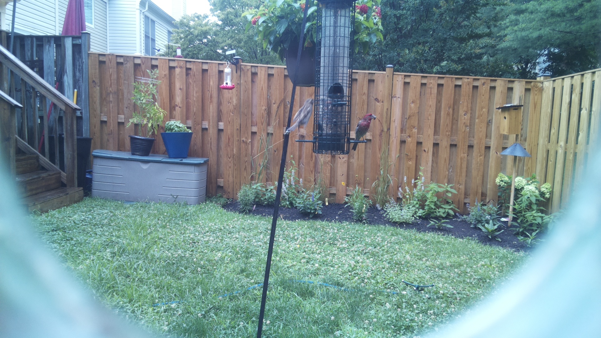 Purple Finch