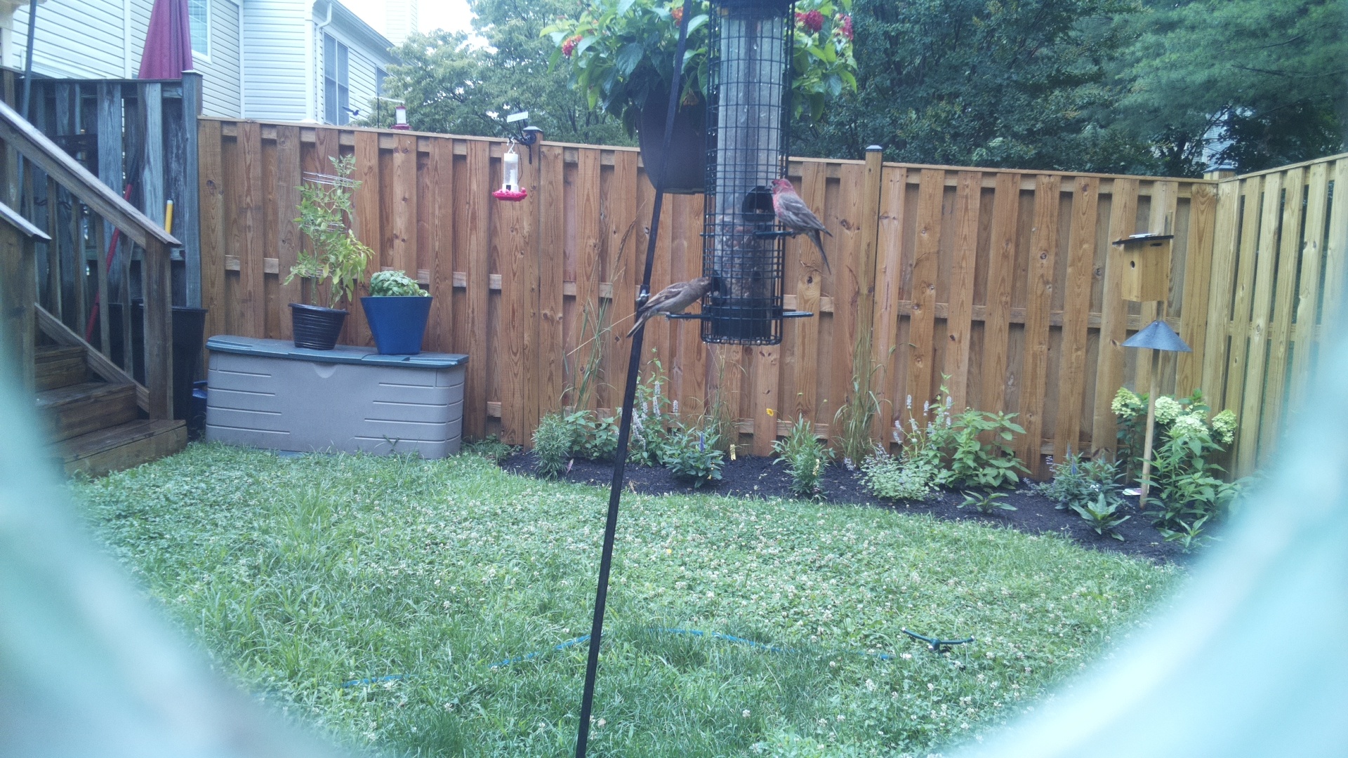 Purple Finch