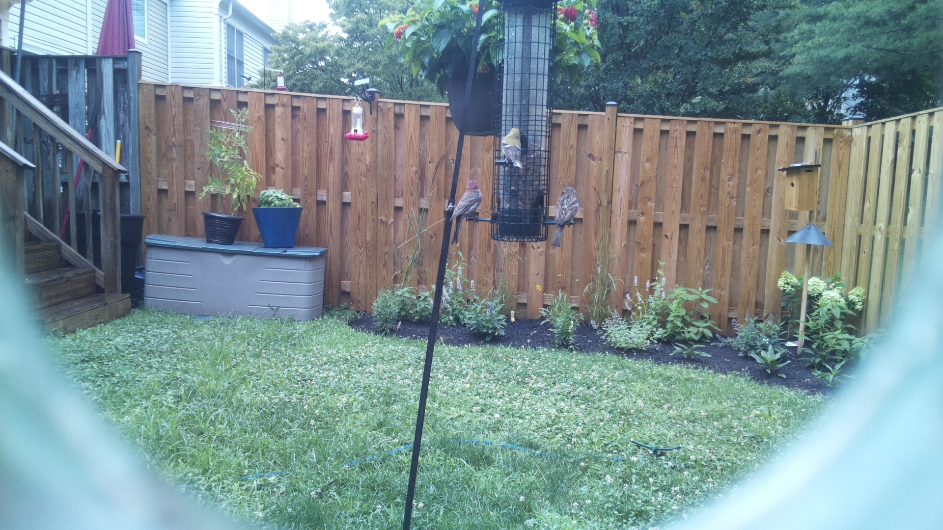 Purple Finch