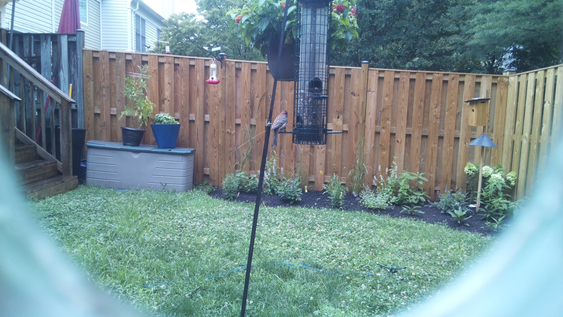 Purple Finch
